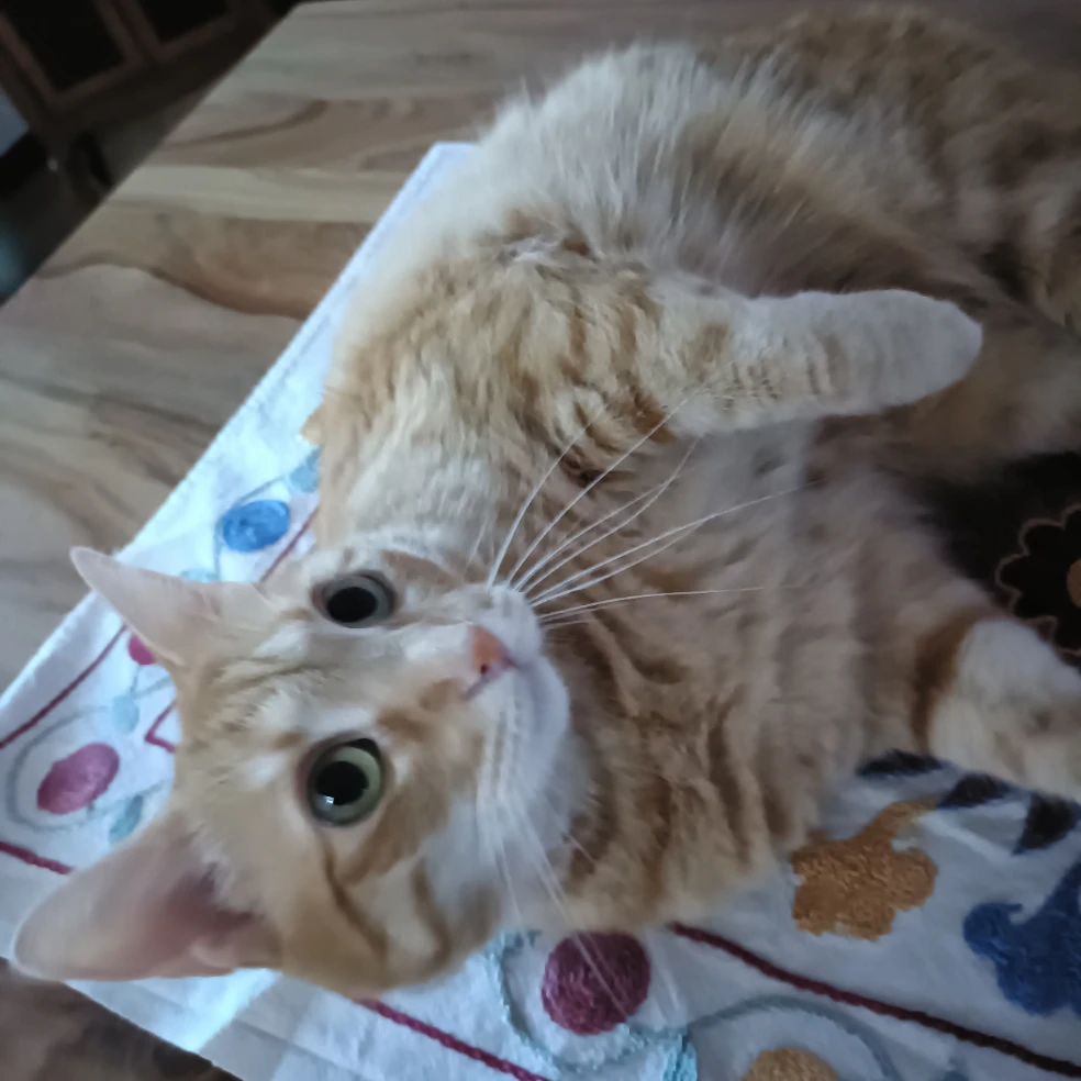 Minou 