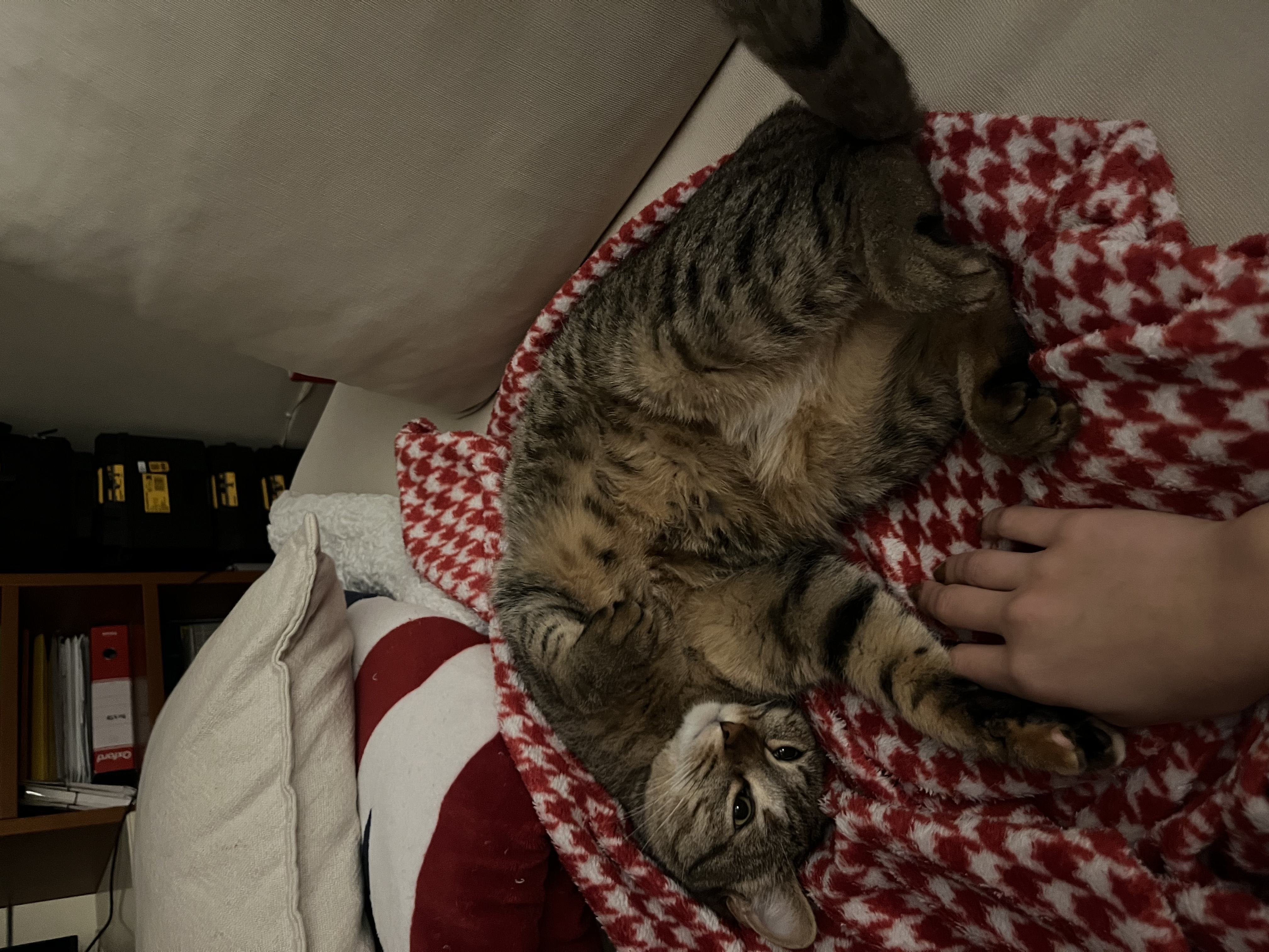 image-7