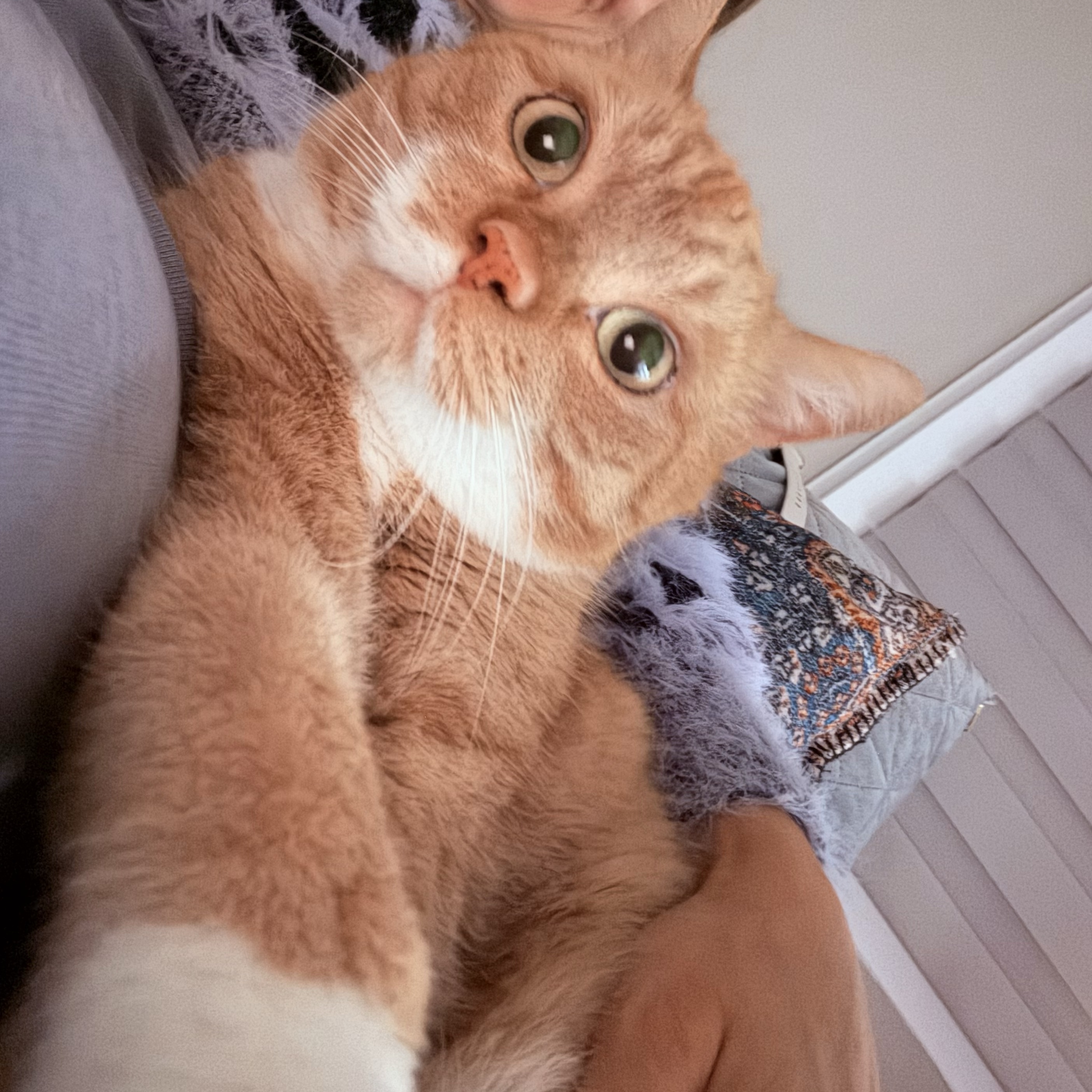 Whiskey