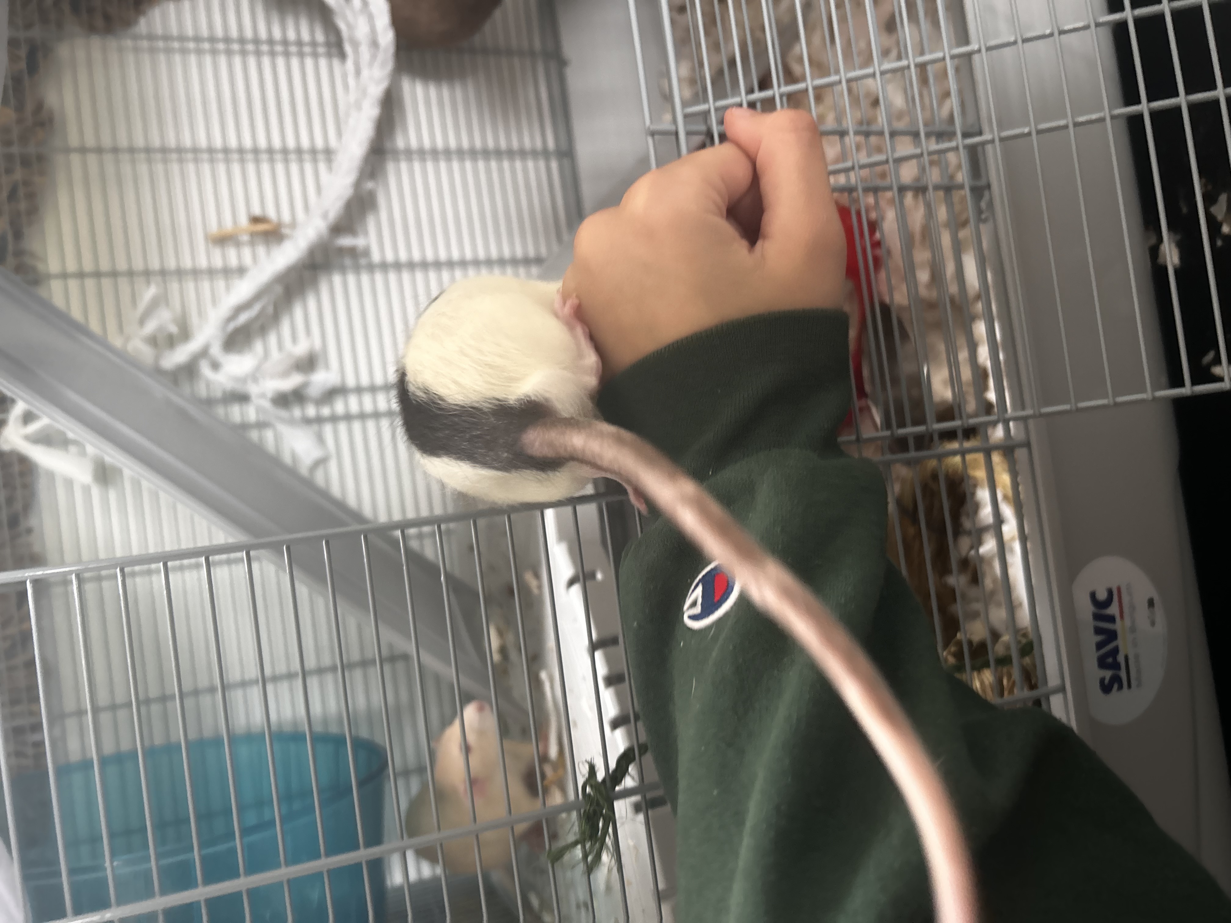 image-8