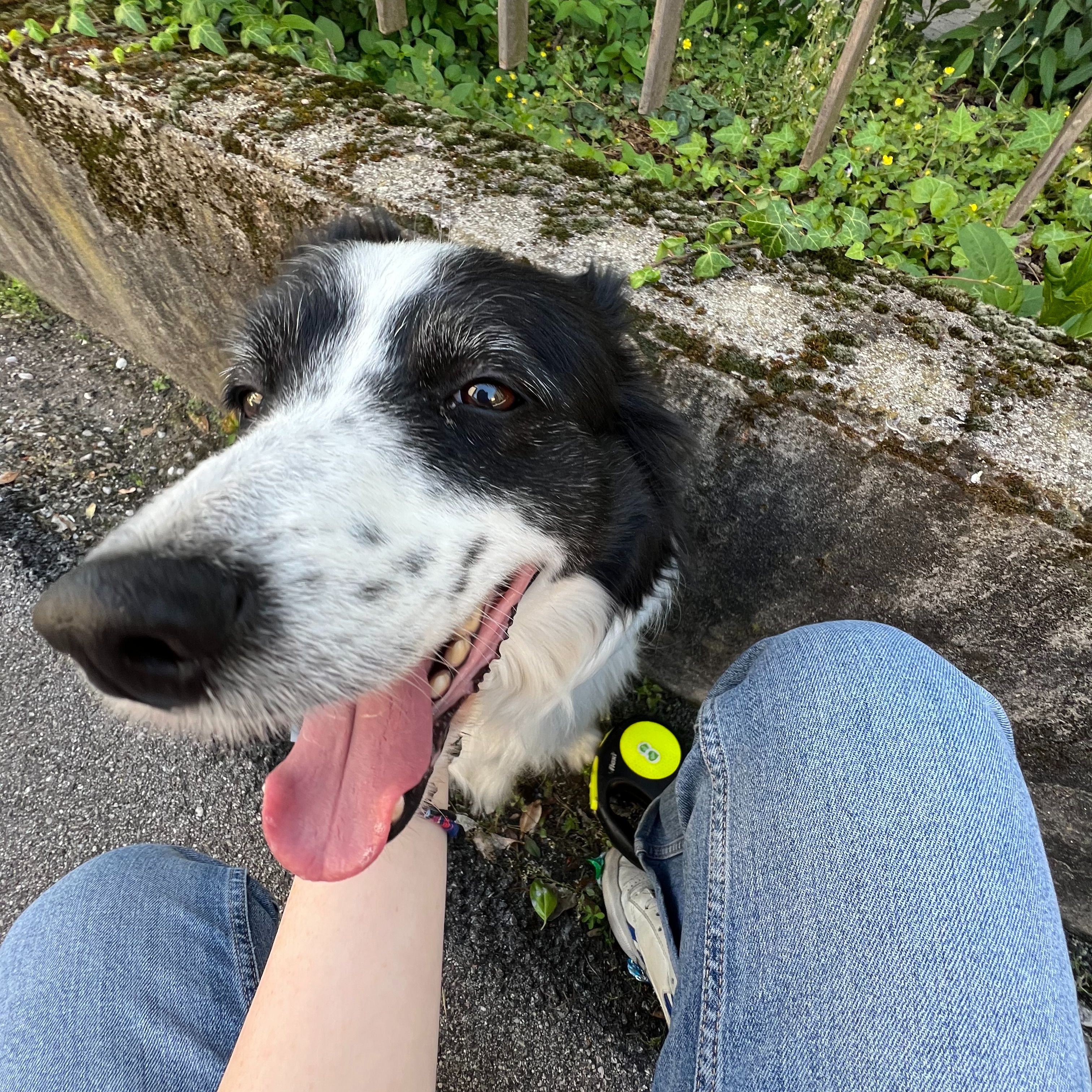 Lassie