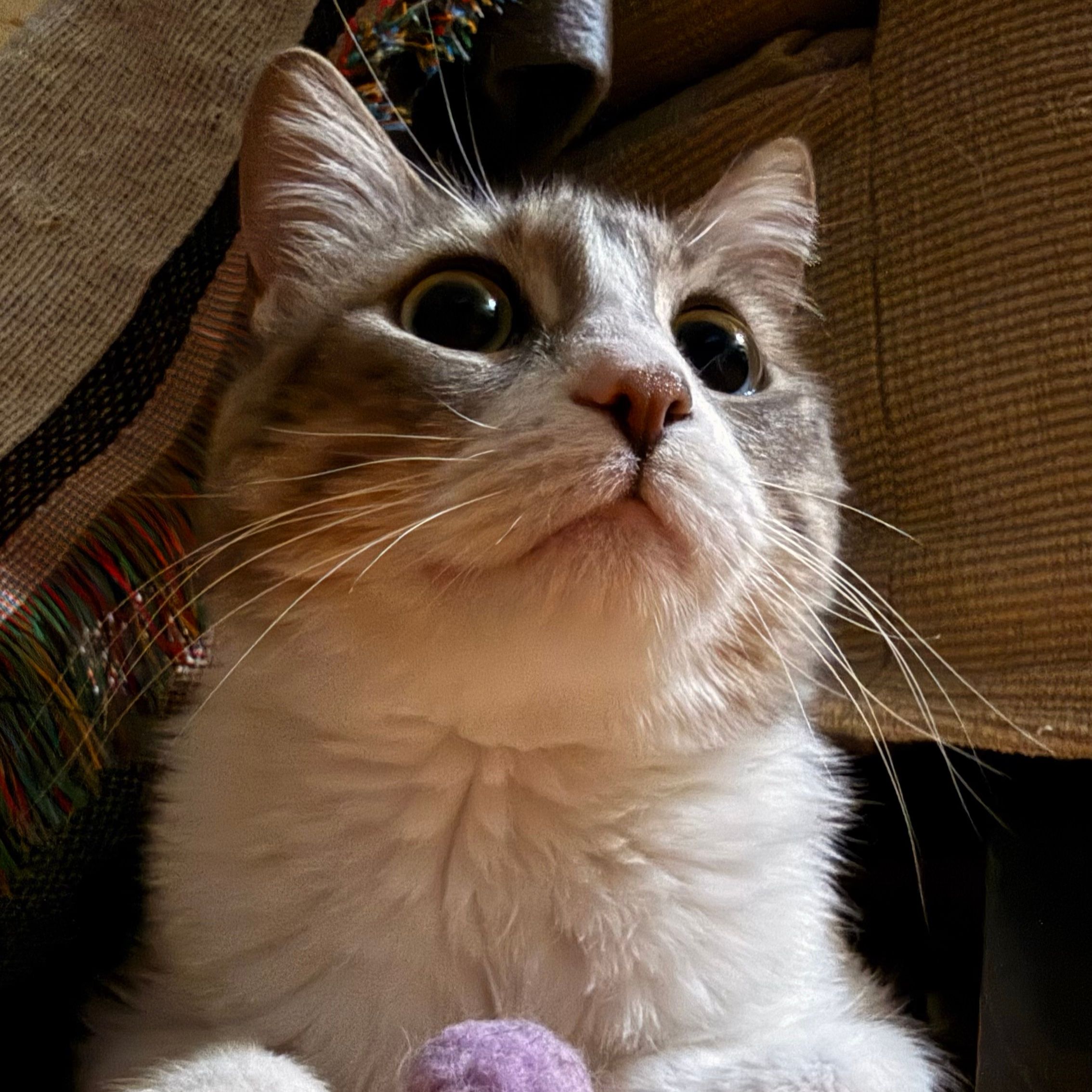 Loufy