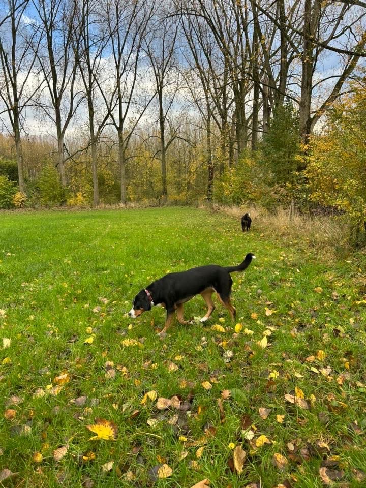 image-18