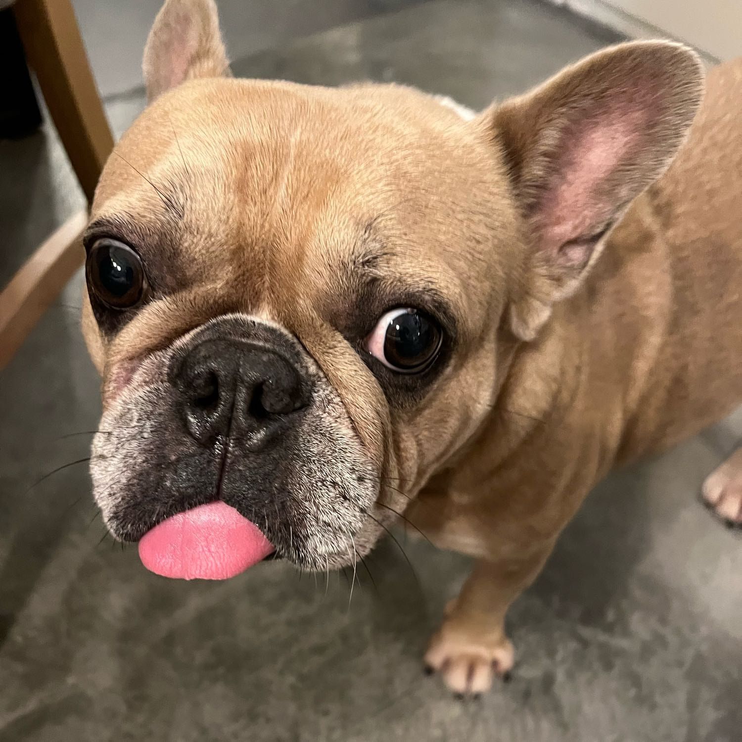 Chobi (in Singapore)