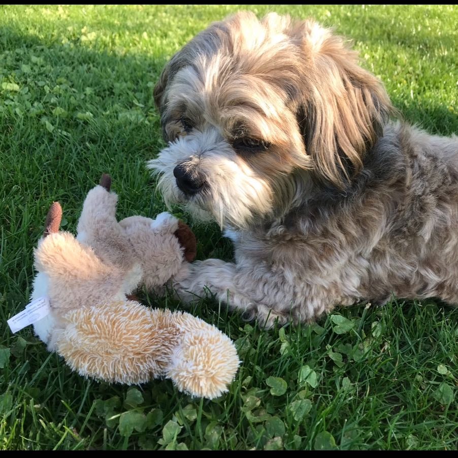 Gustav (Grandparents’ Dog in Germany)