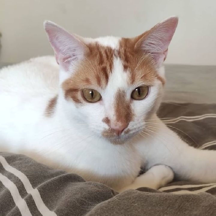 Elio