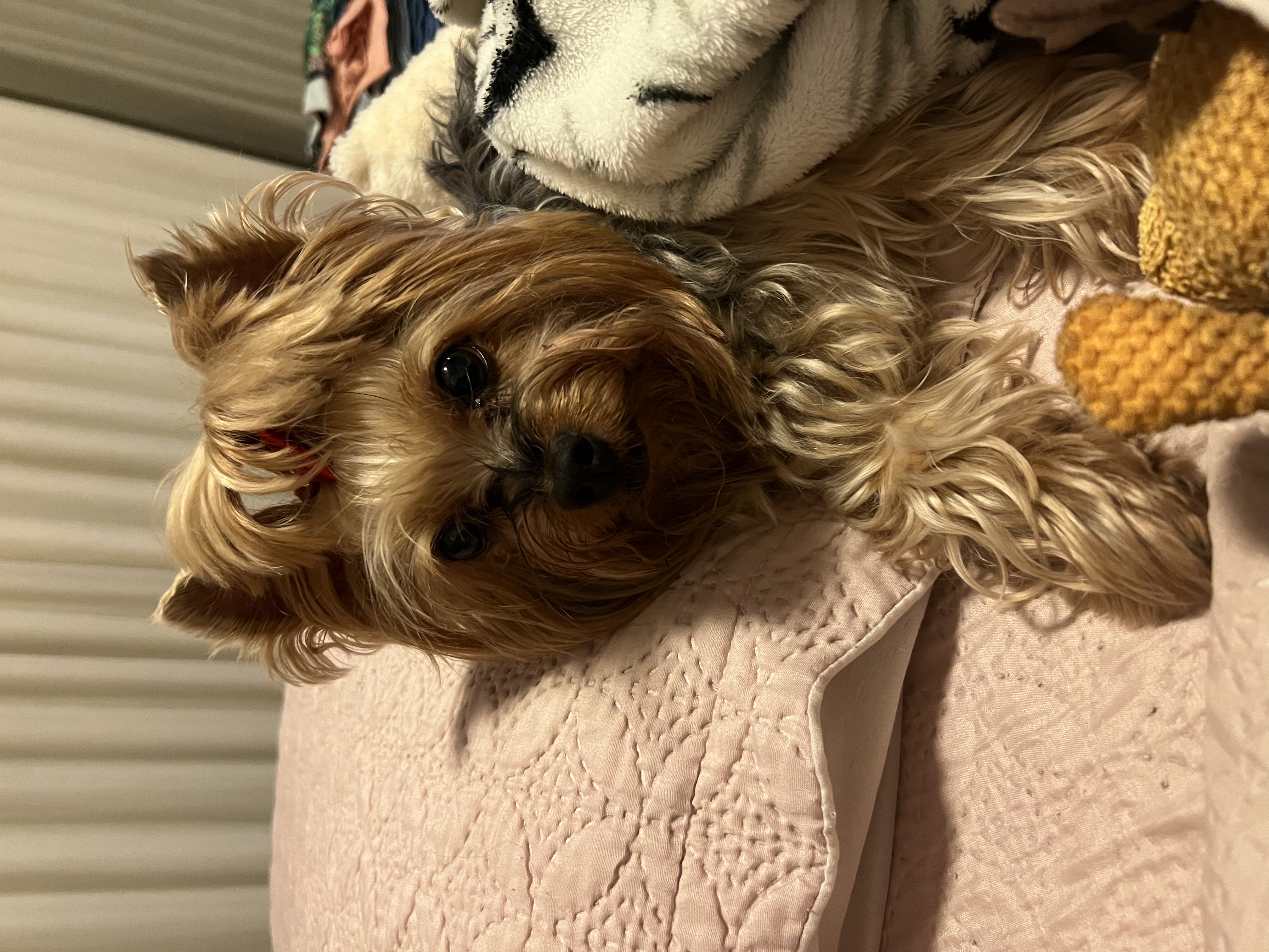 image-8
