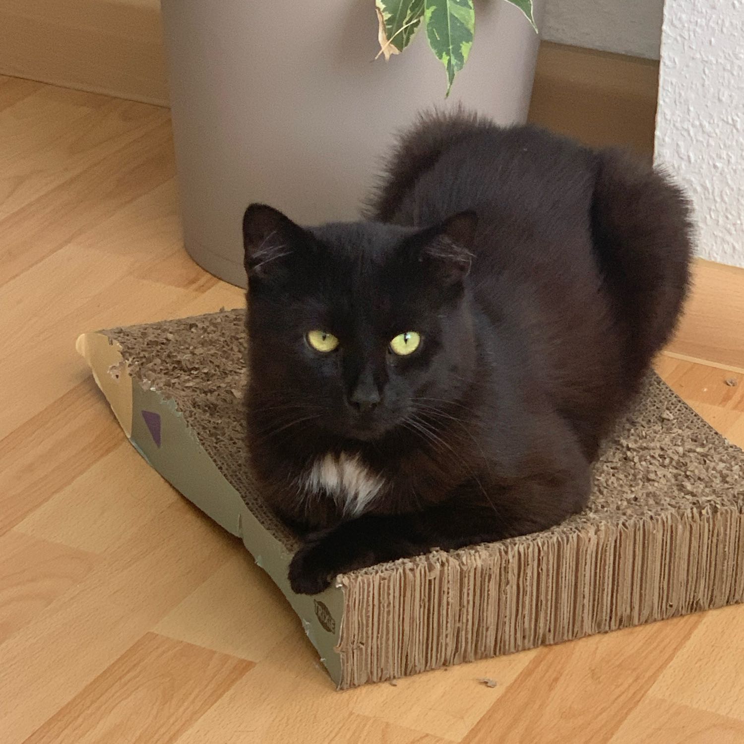 Jiro