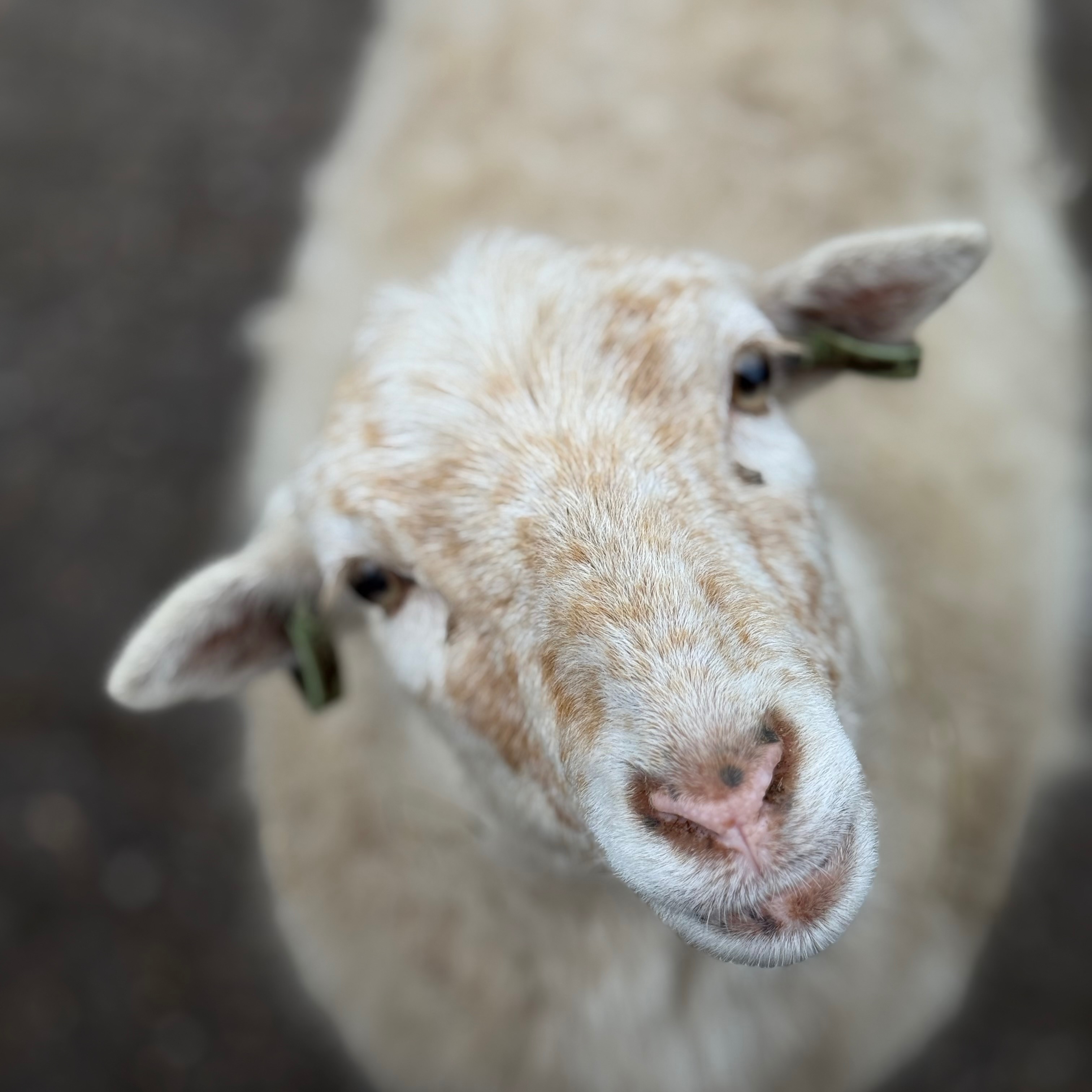 Els, oeps, sproet, bambi, Truus, Goofy& mowgli 