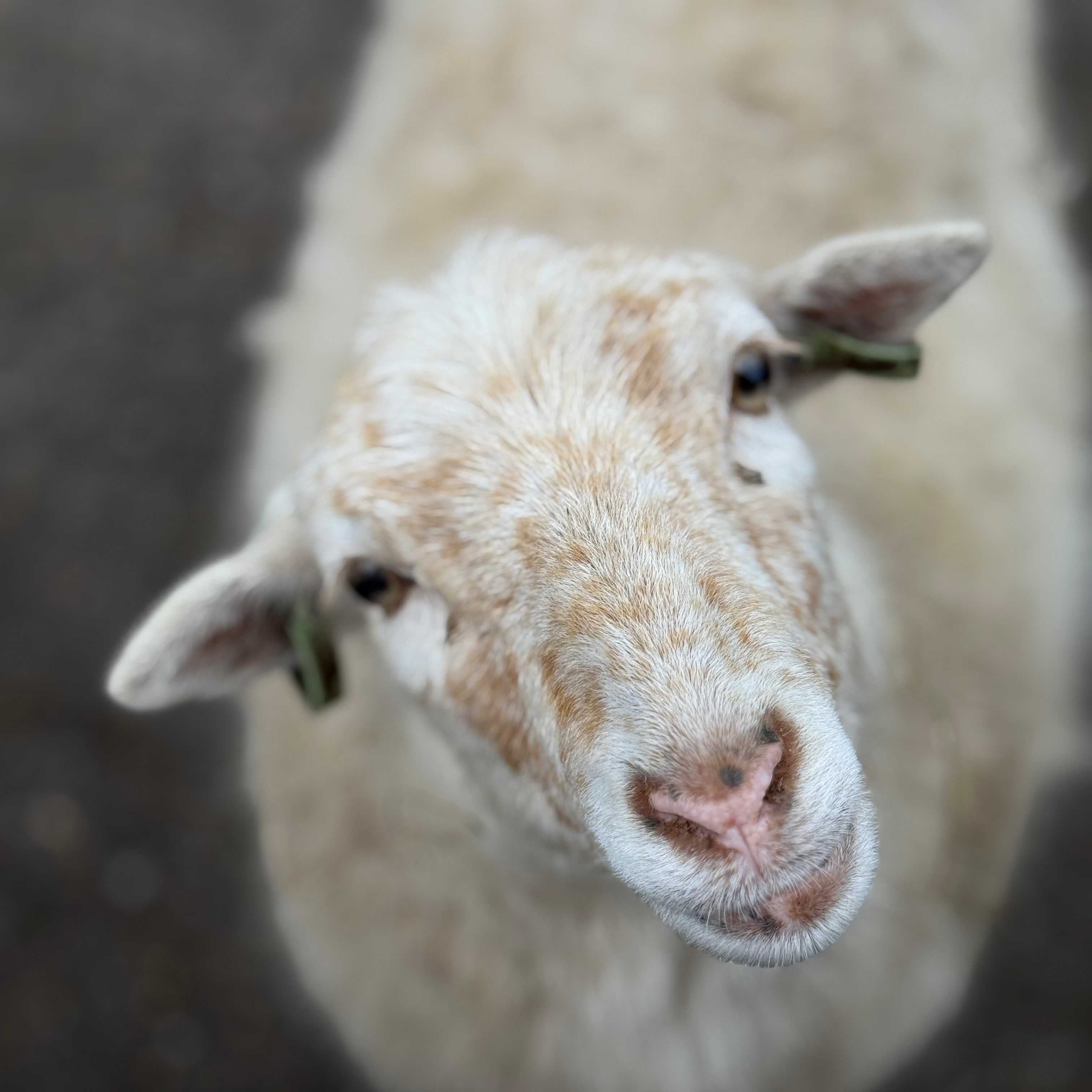 Els, oeps, sproet, bambi, Truus, Goofy& mowgli