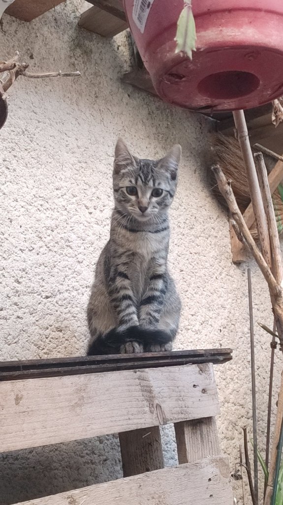 Fiona