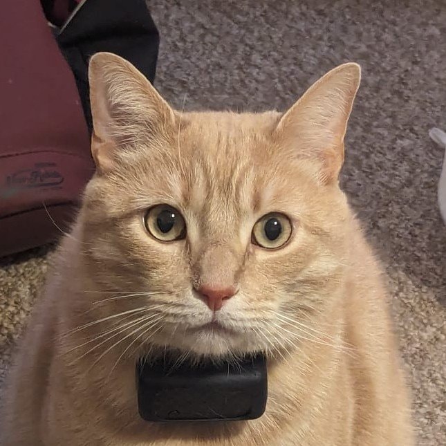 Toast