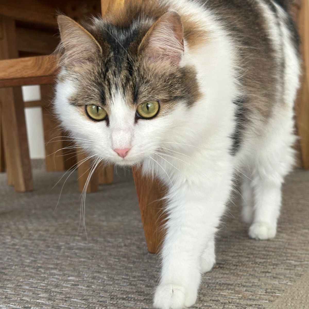 Miko