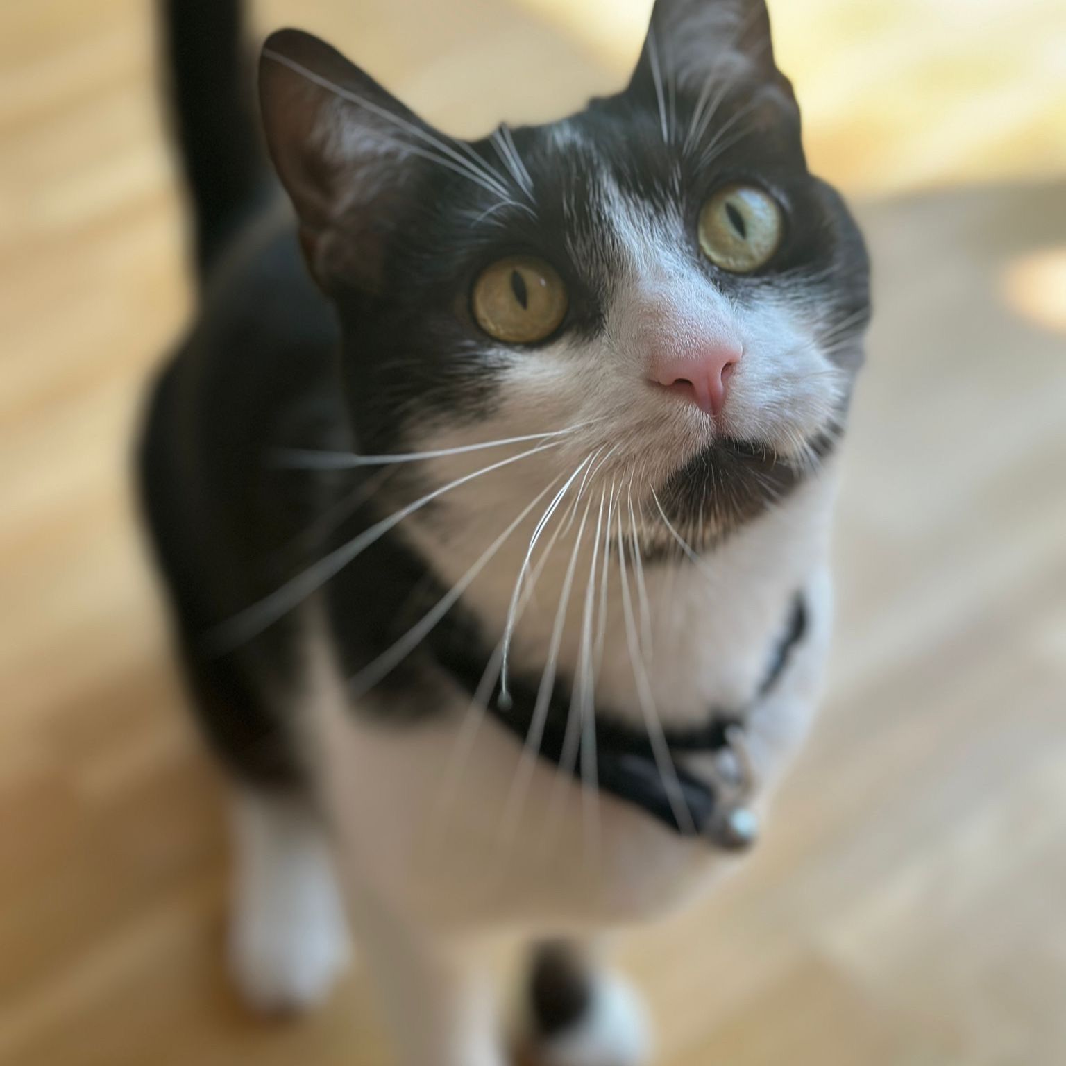 Haku