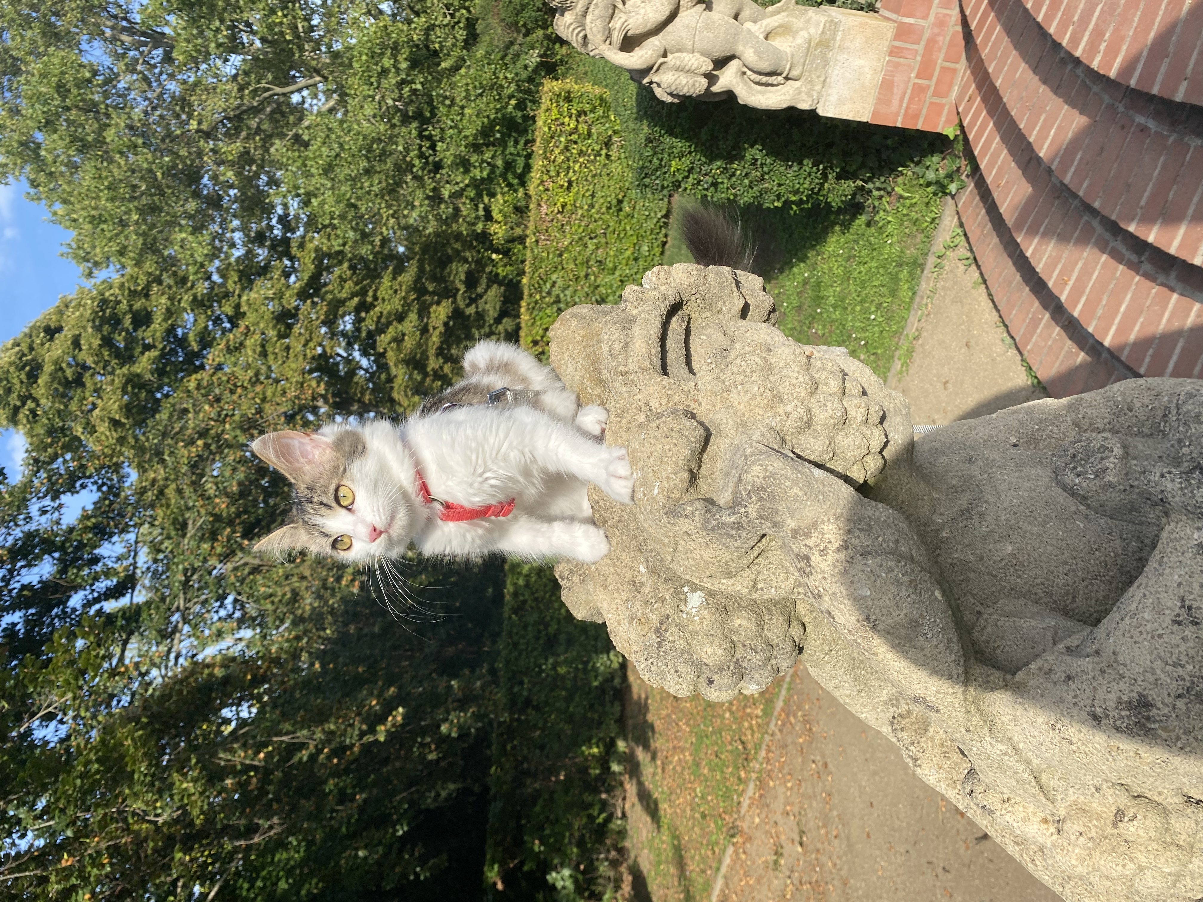 image-11