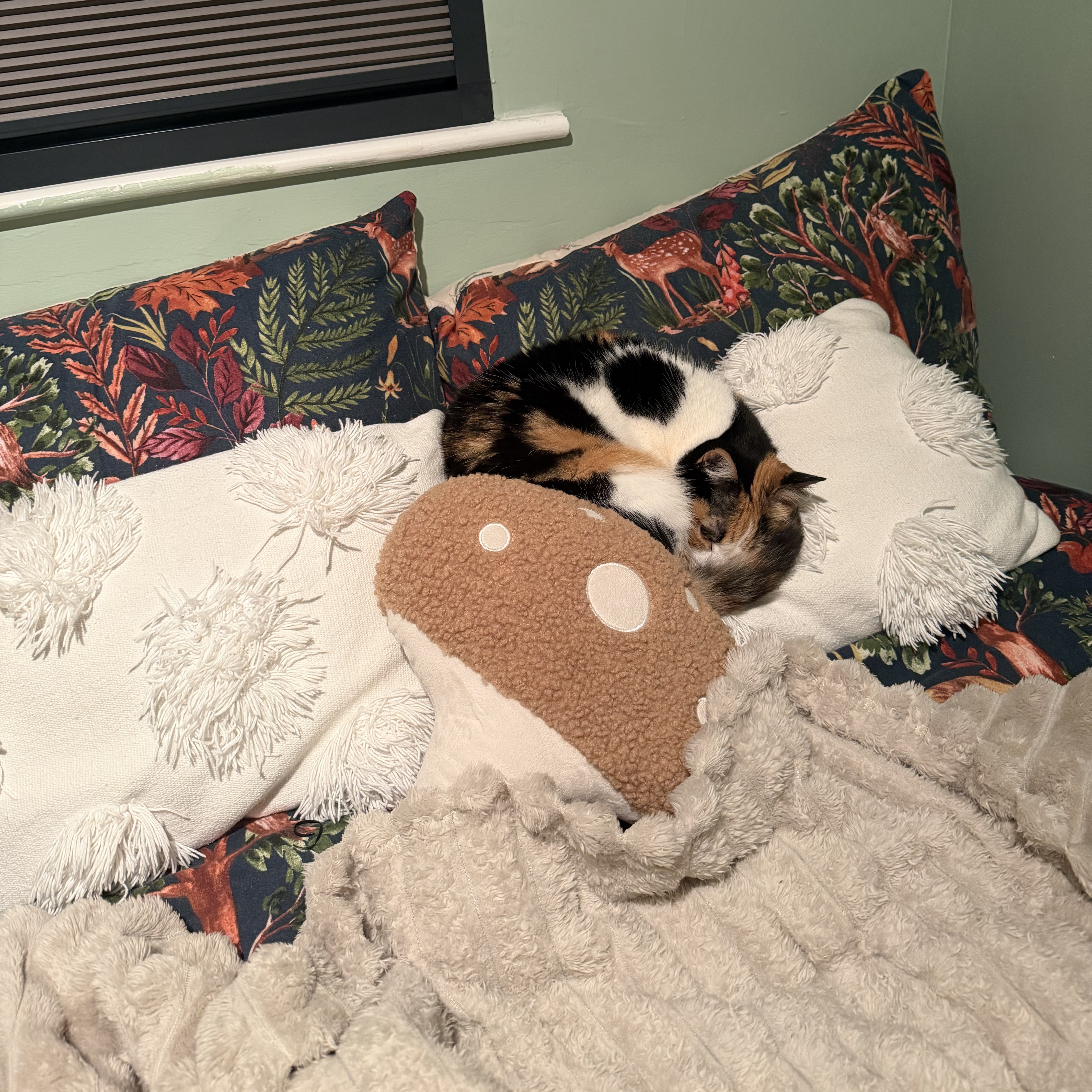 Kitty 