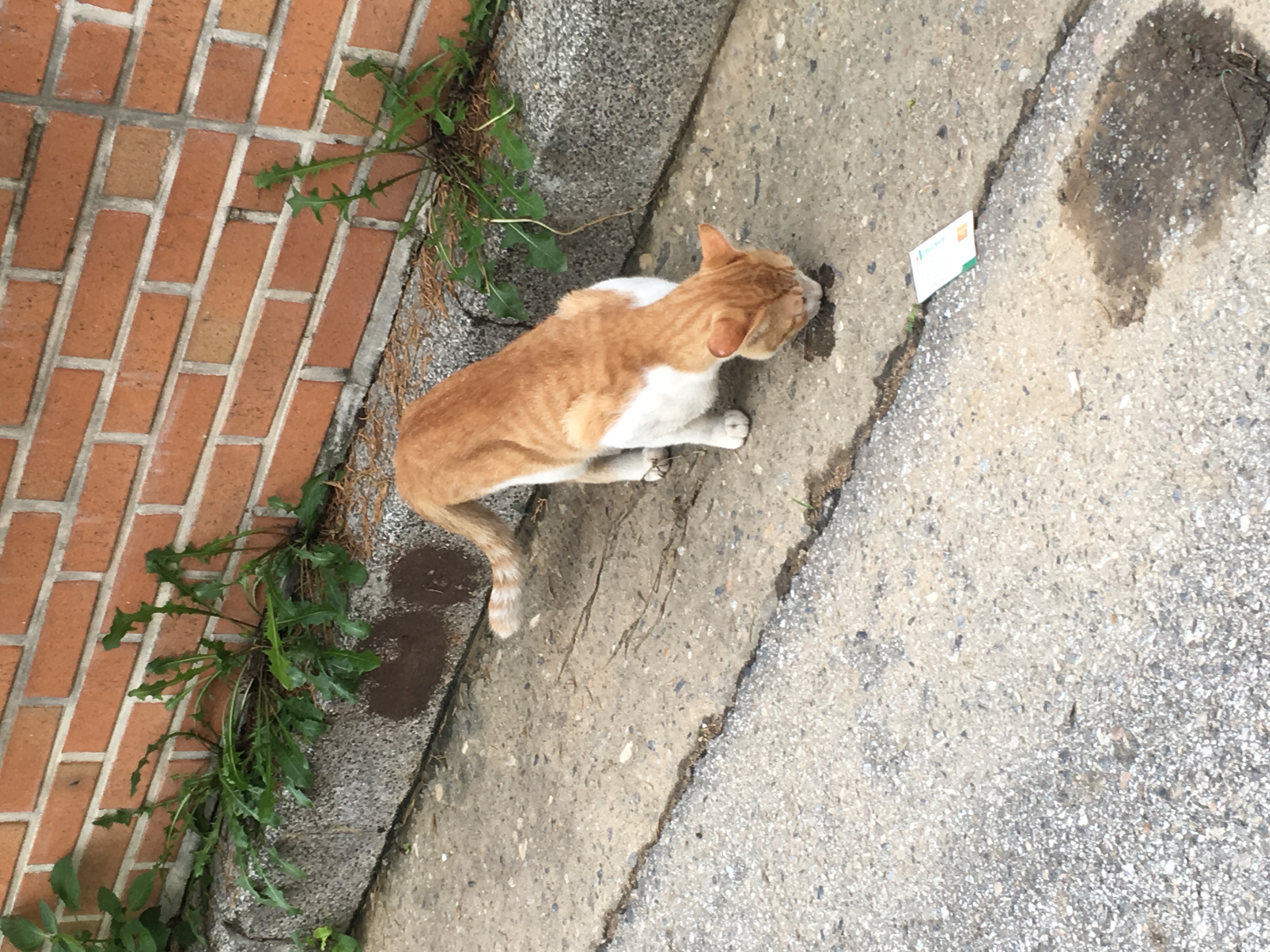 image-8