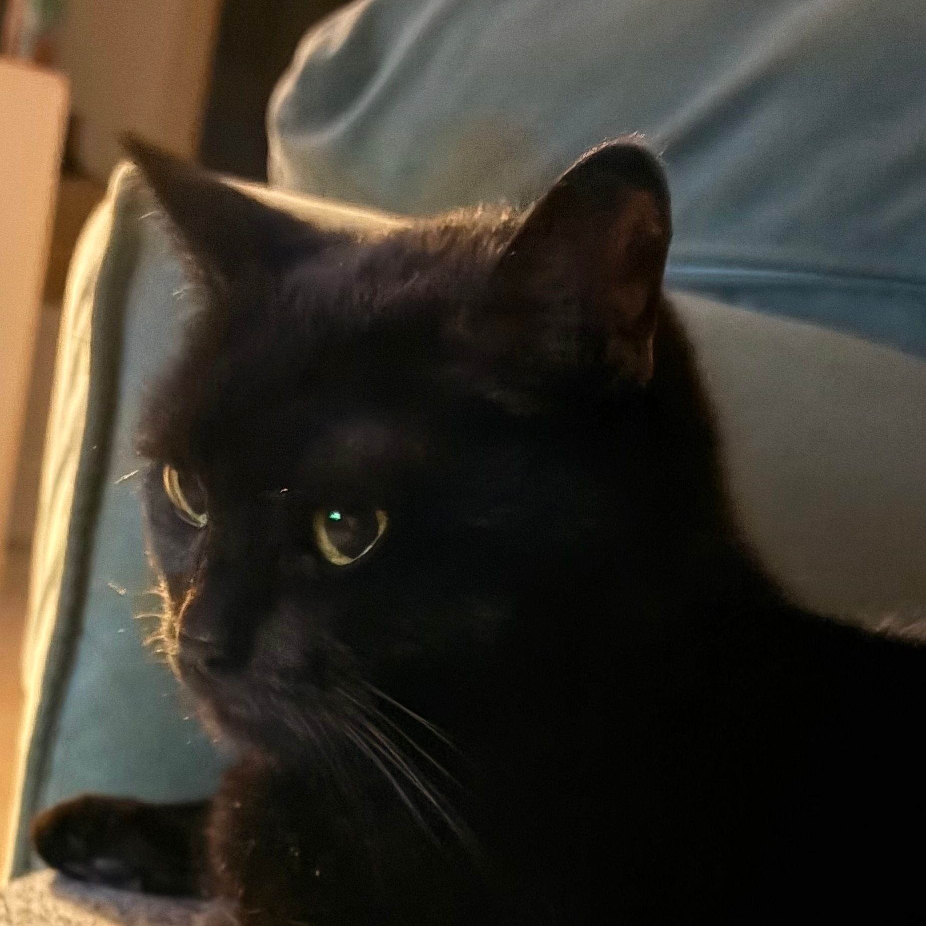 Cloe