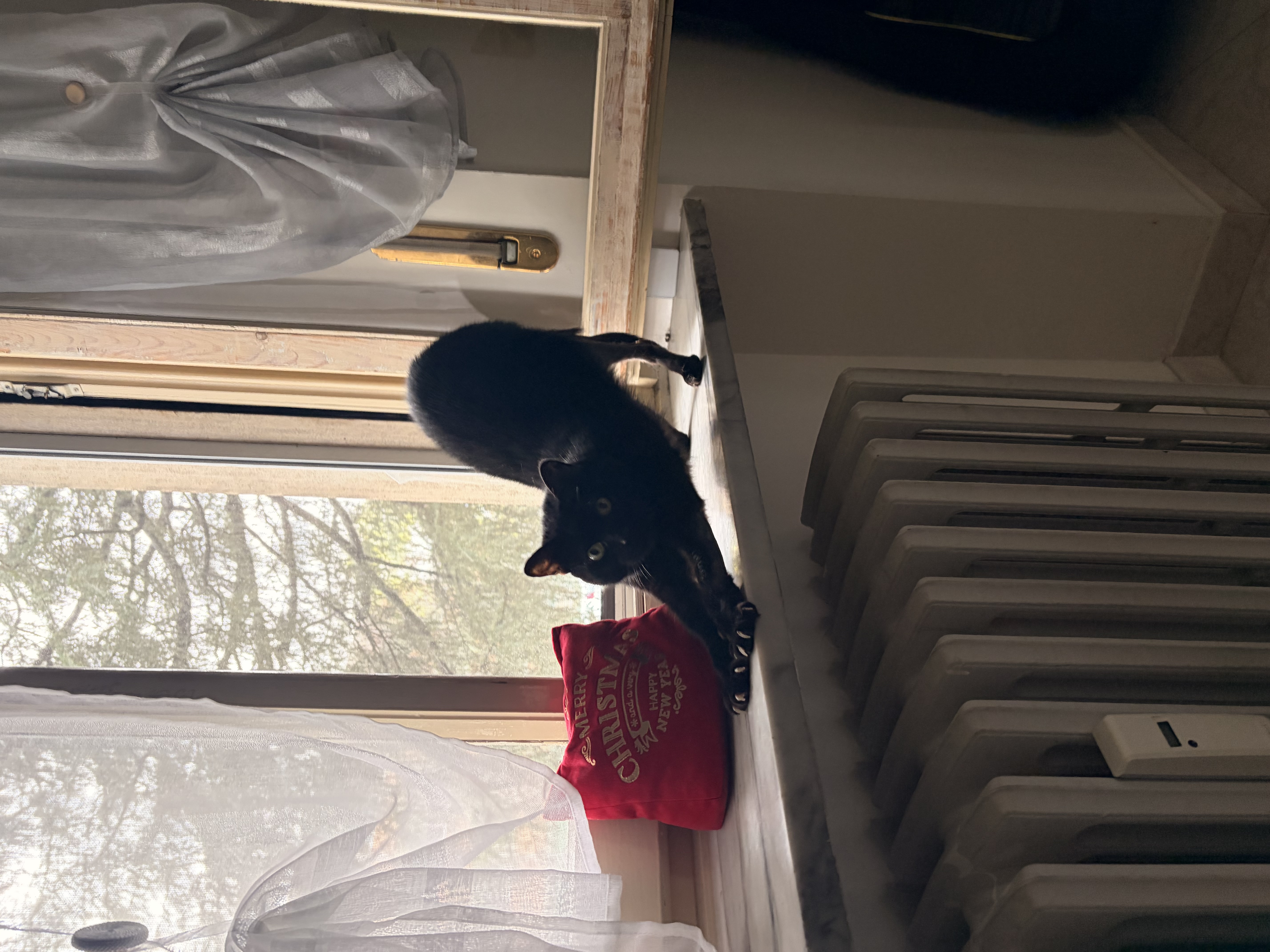image-6