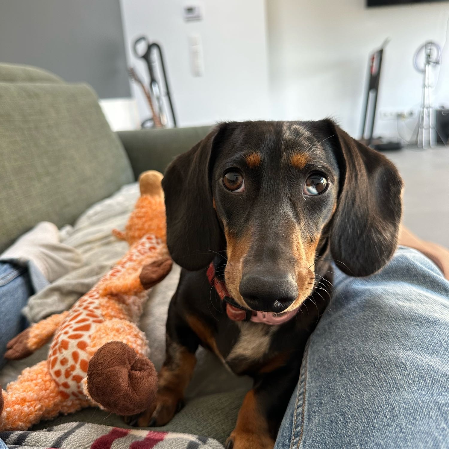 Nala