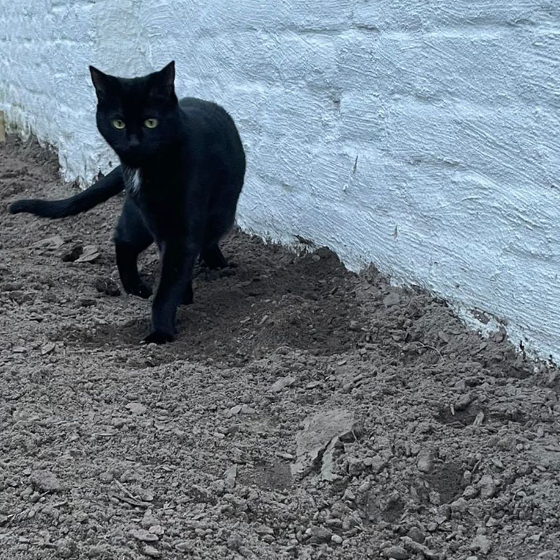 Viv