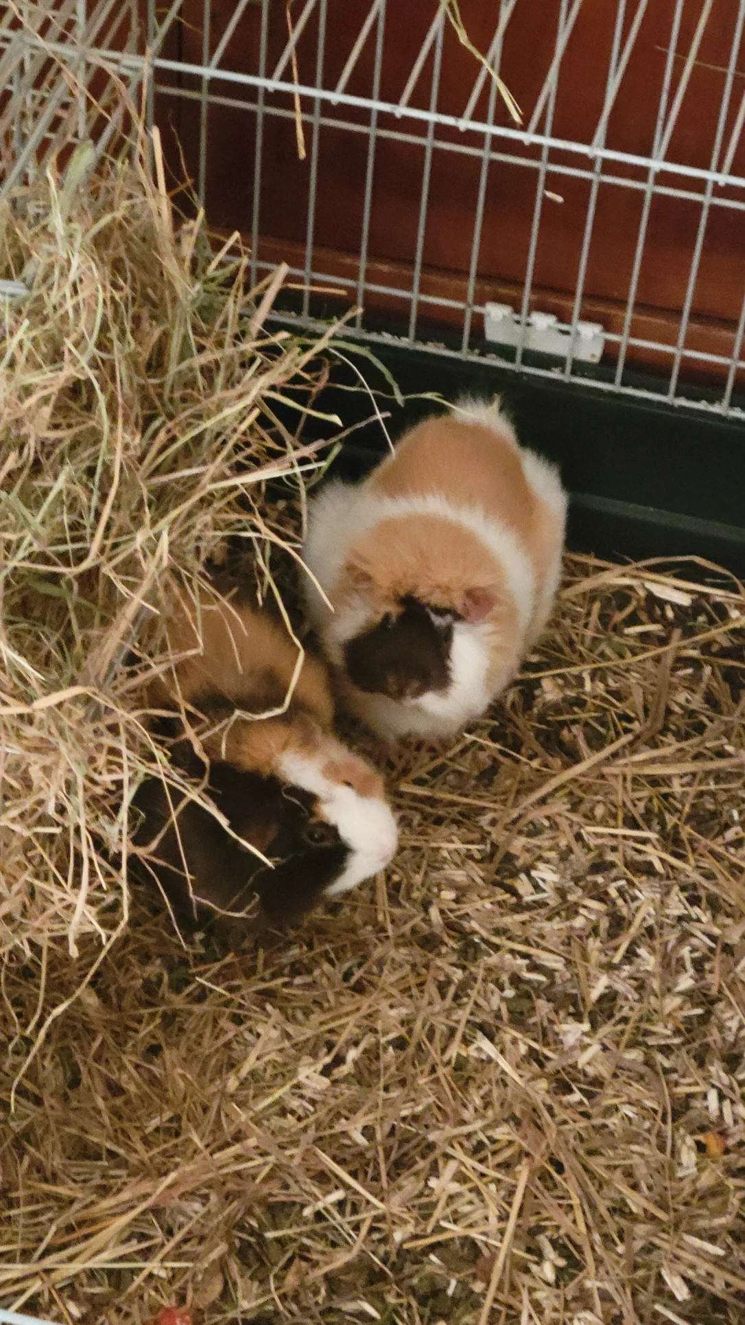 image-8