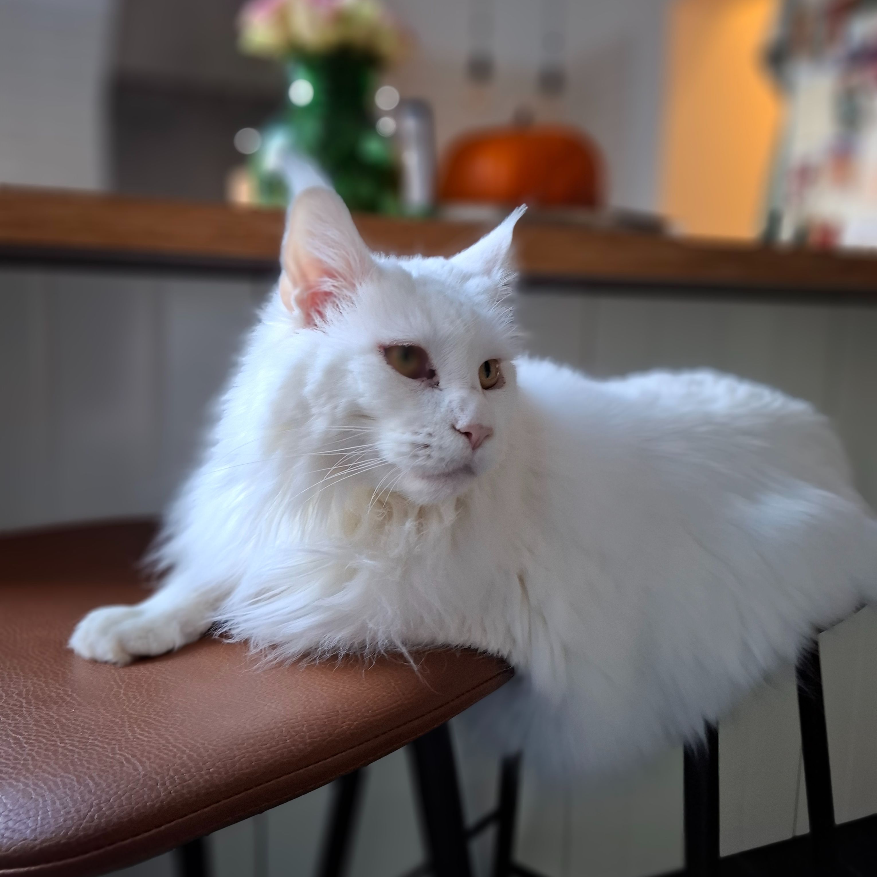 Kika