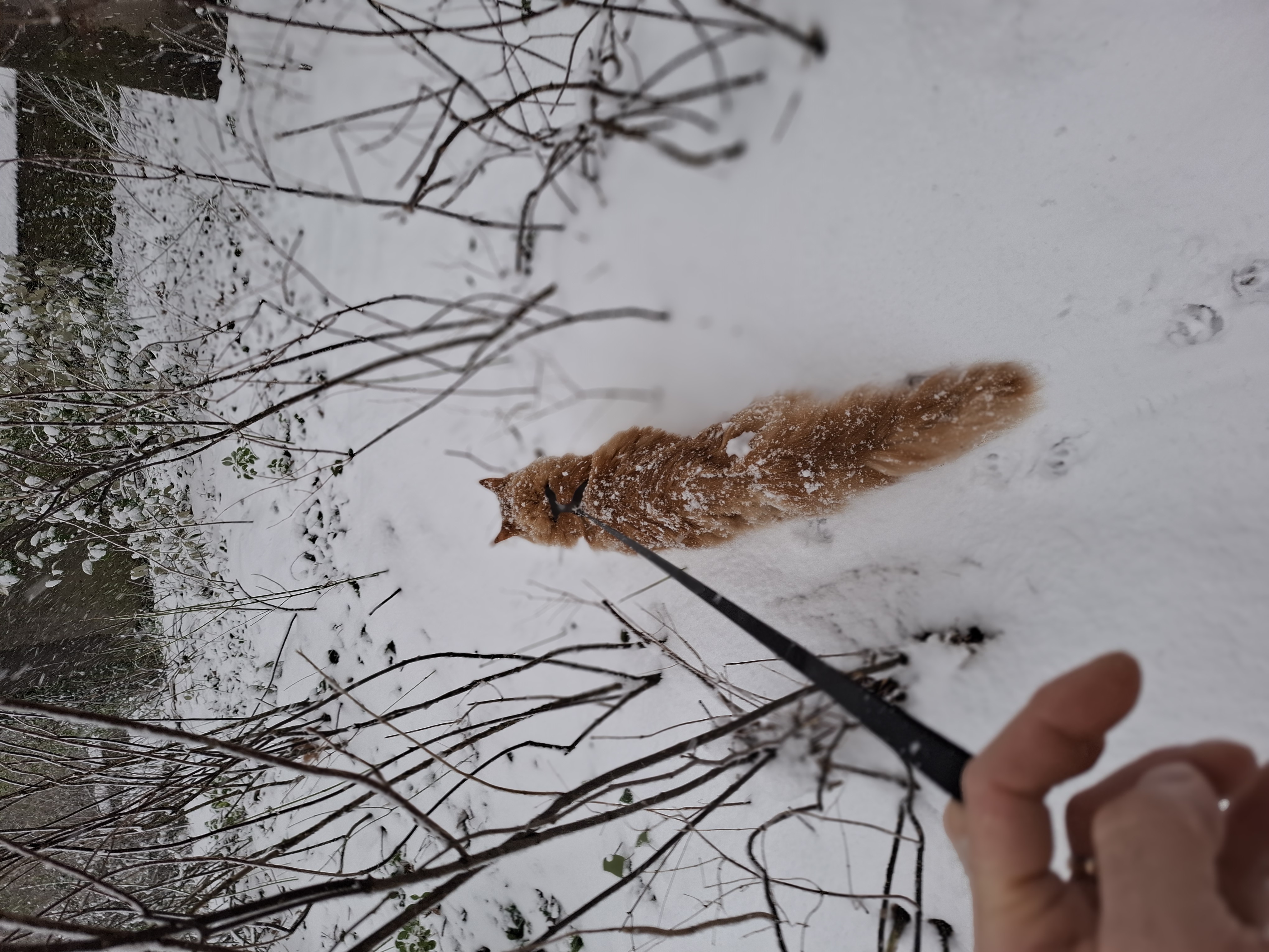image-7