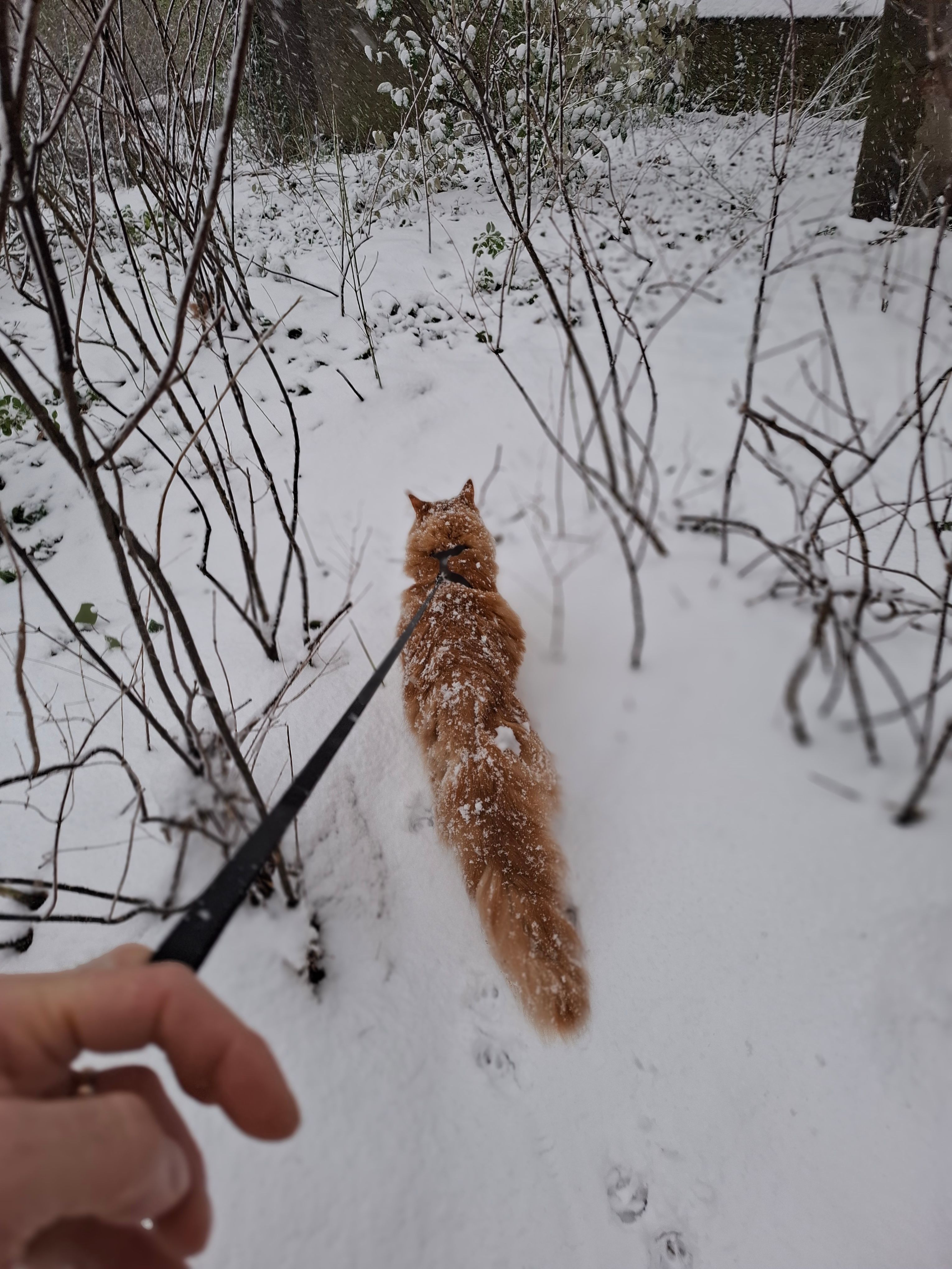 image-7