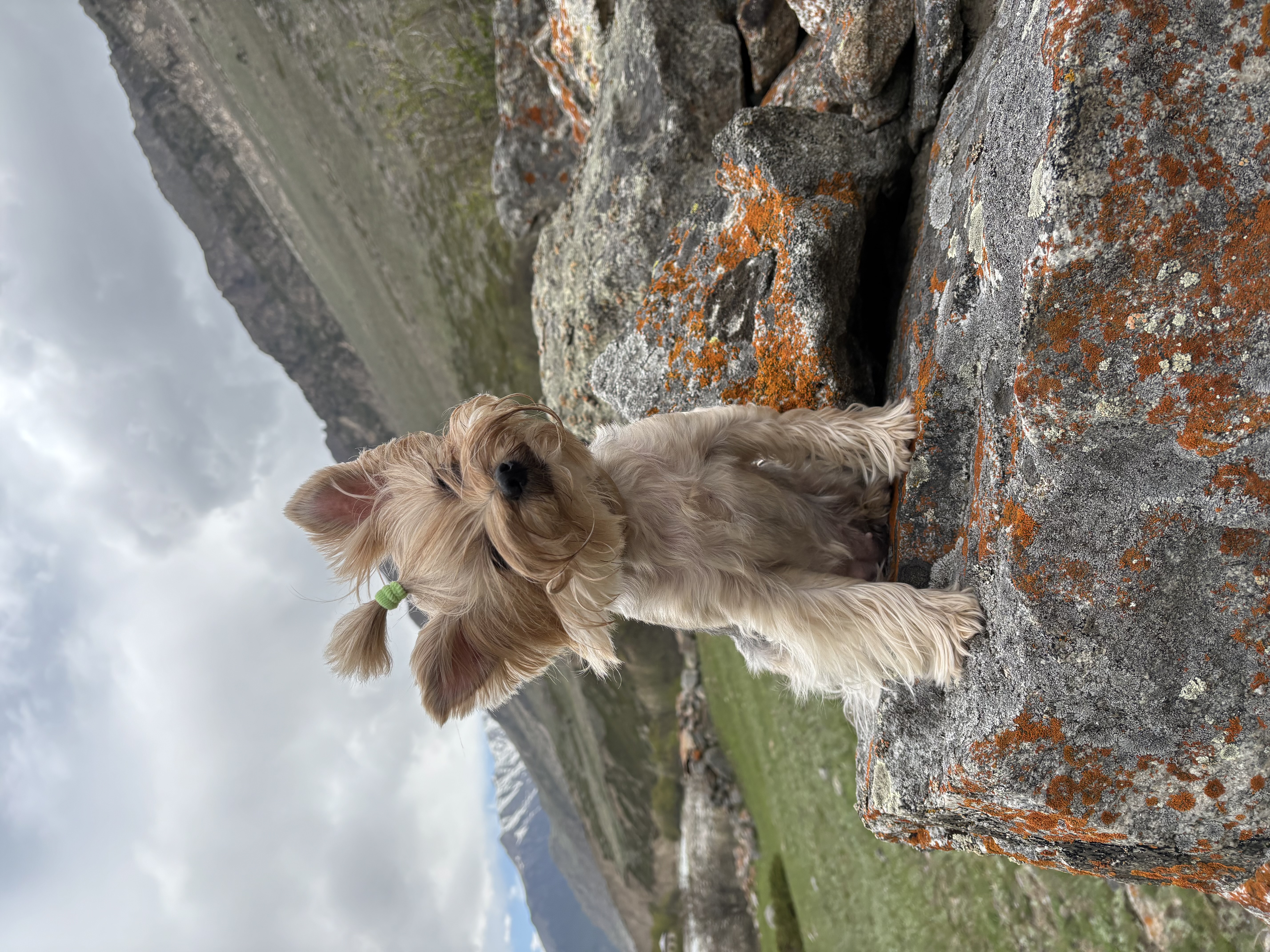 image-7