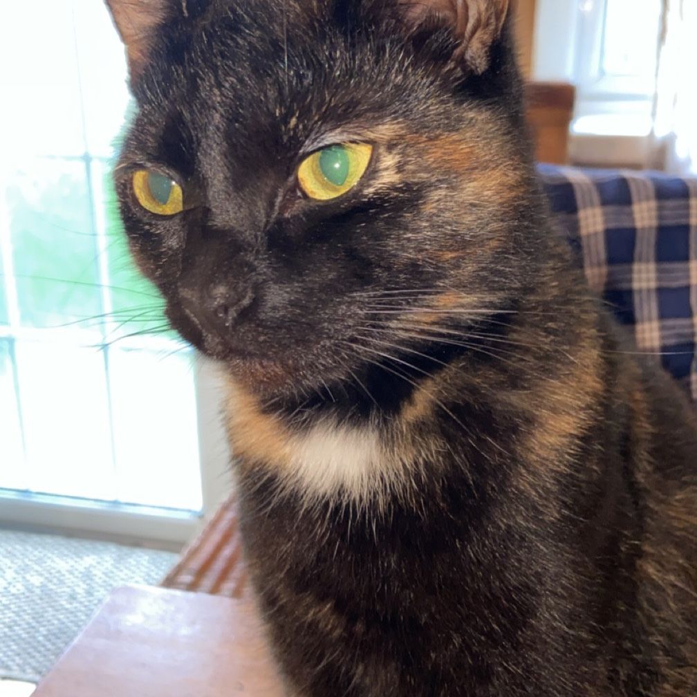 Ivy