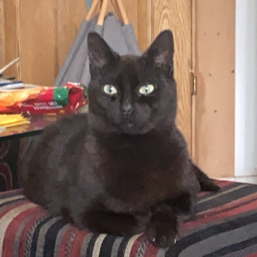 Stella