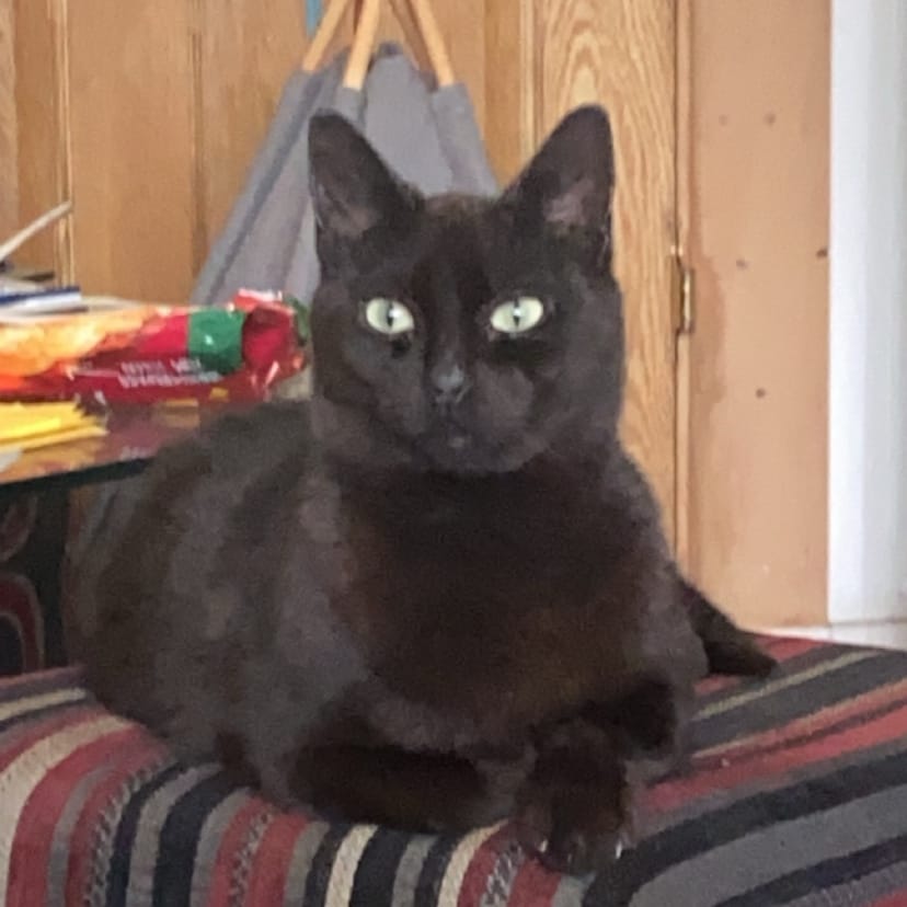 Stella