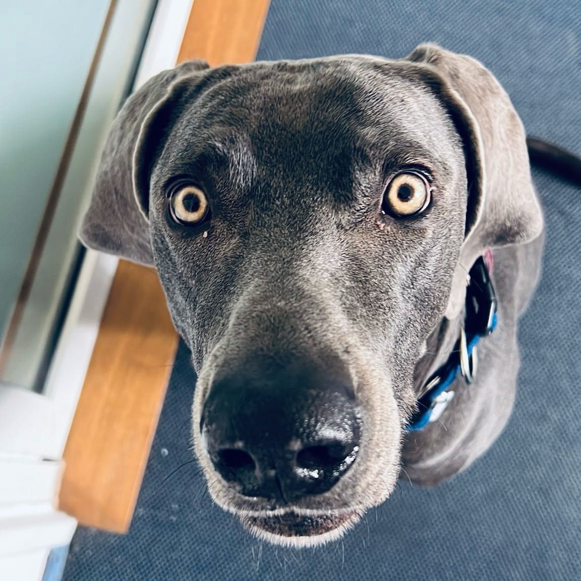 Rufus