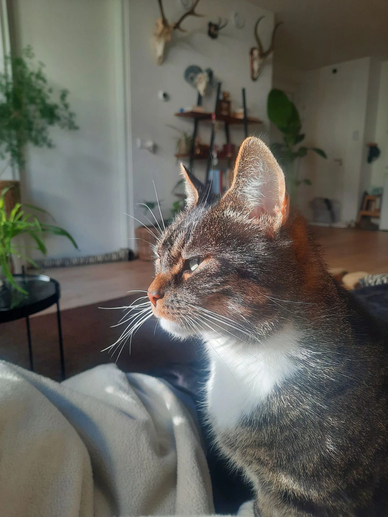 image-7