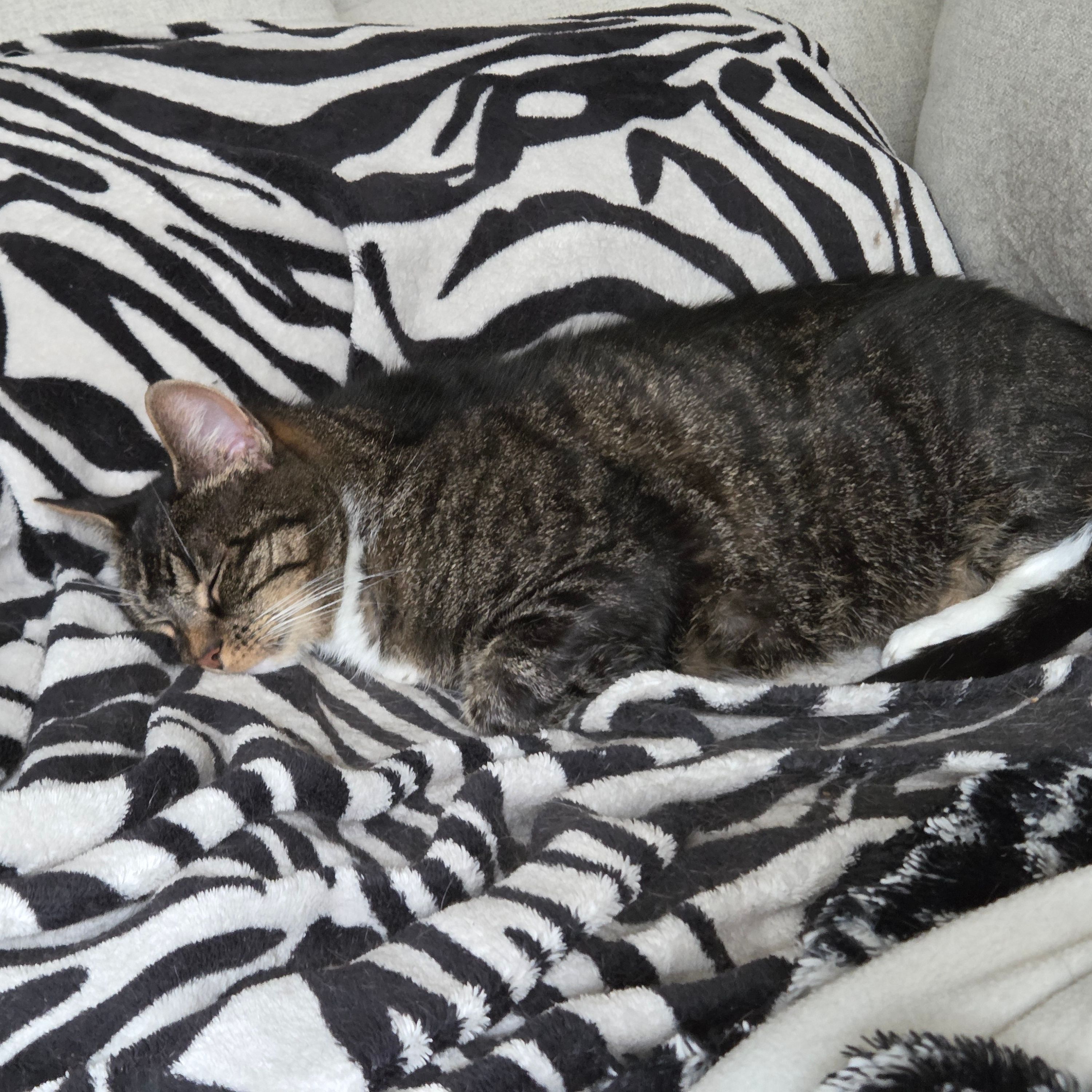 Bruine Poes