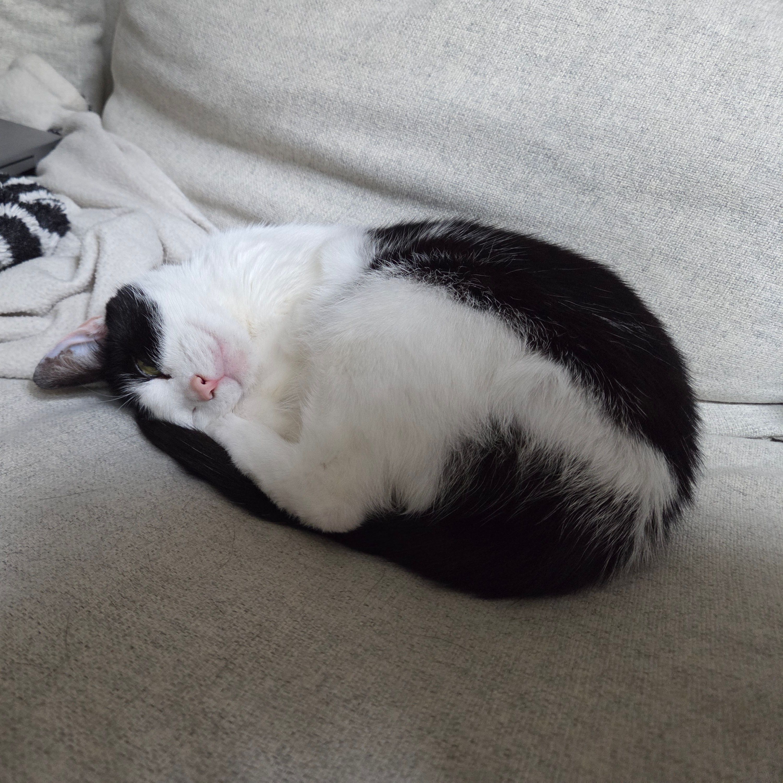 Witte Poes