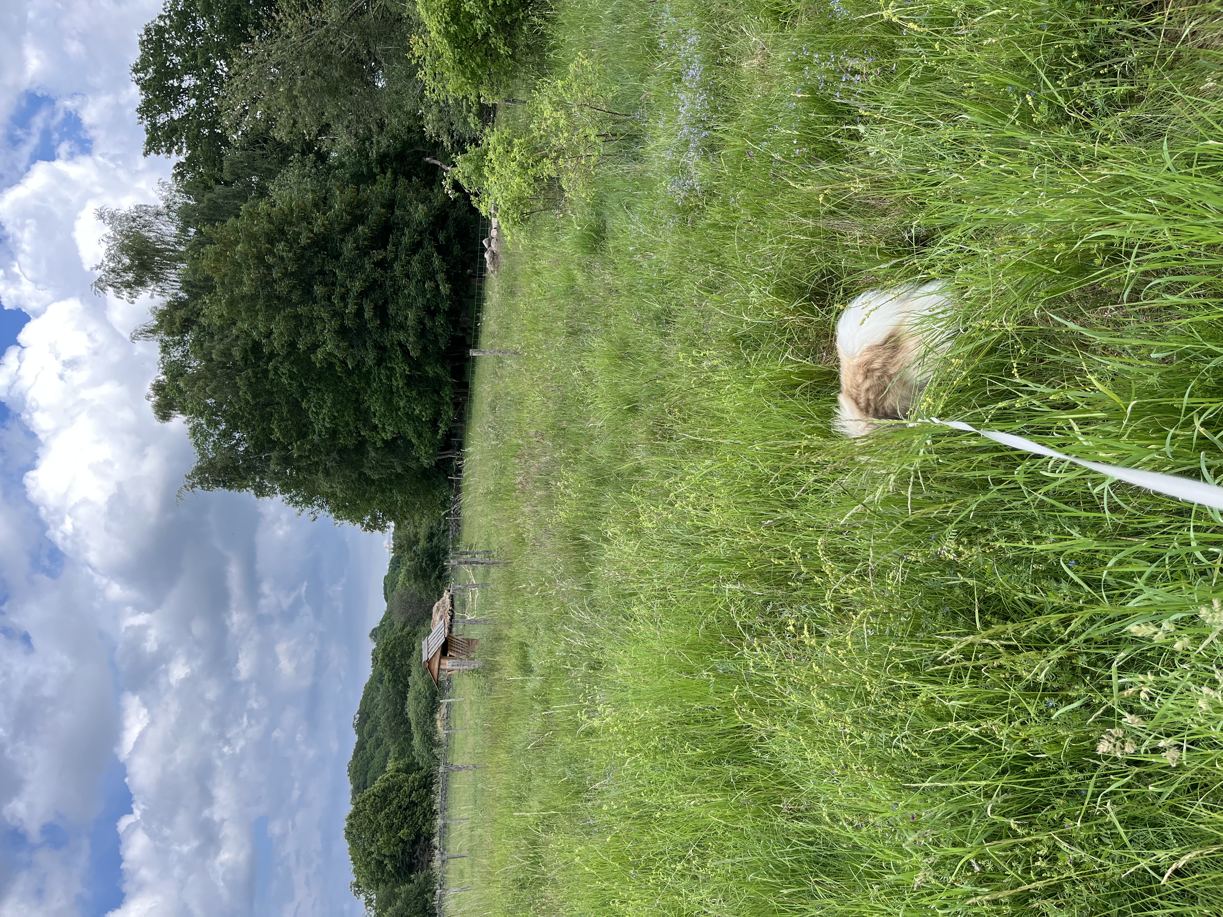 image-7