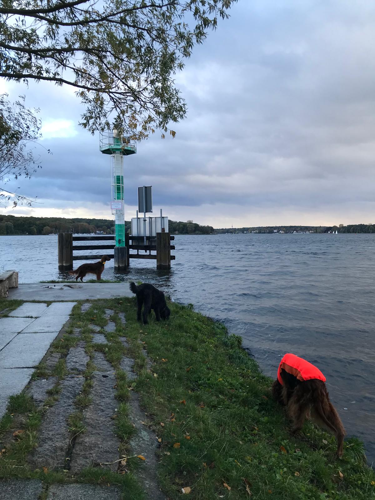 image-19