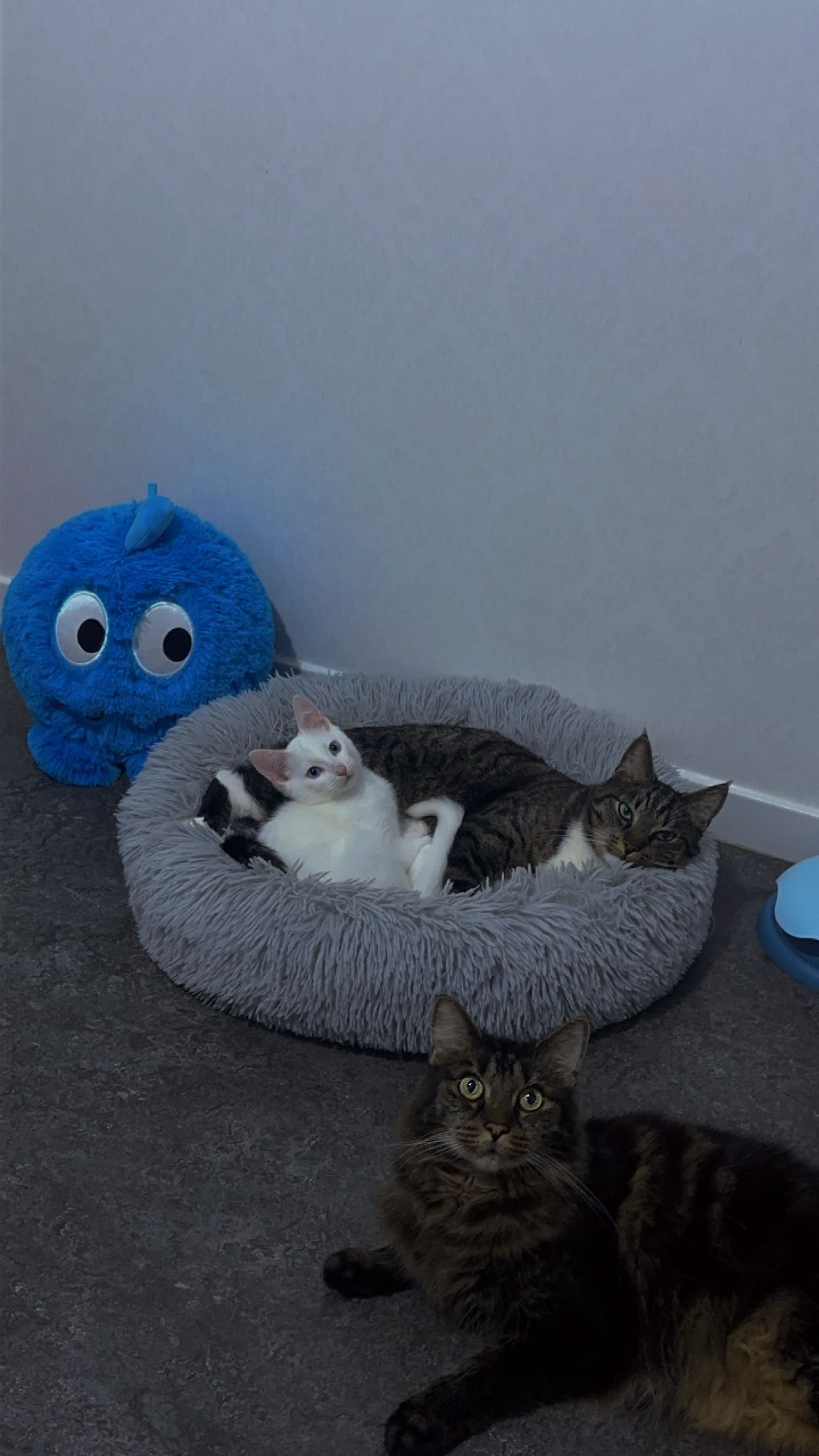 image-4
