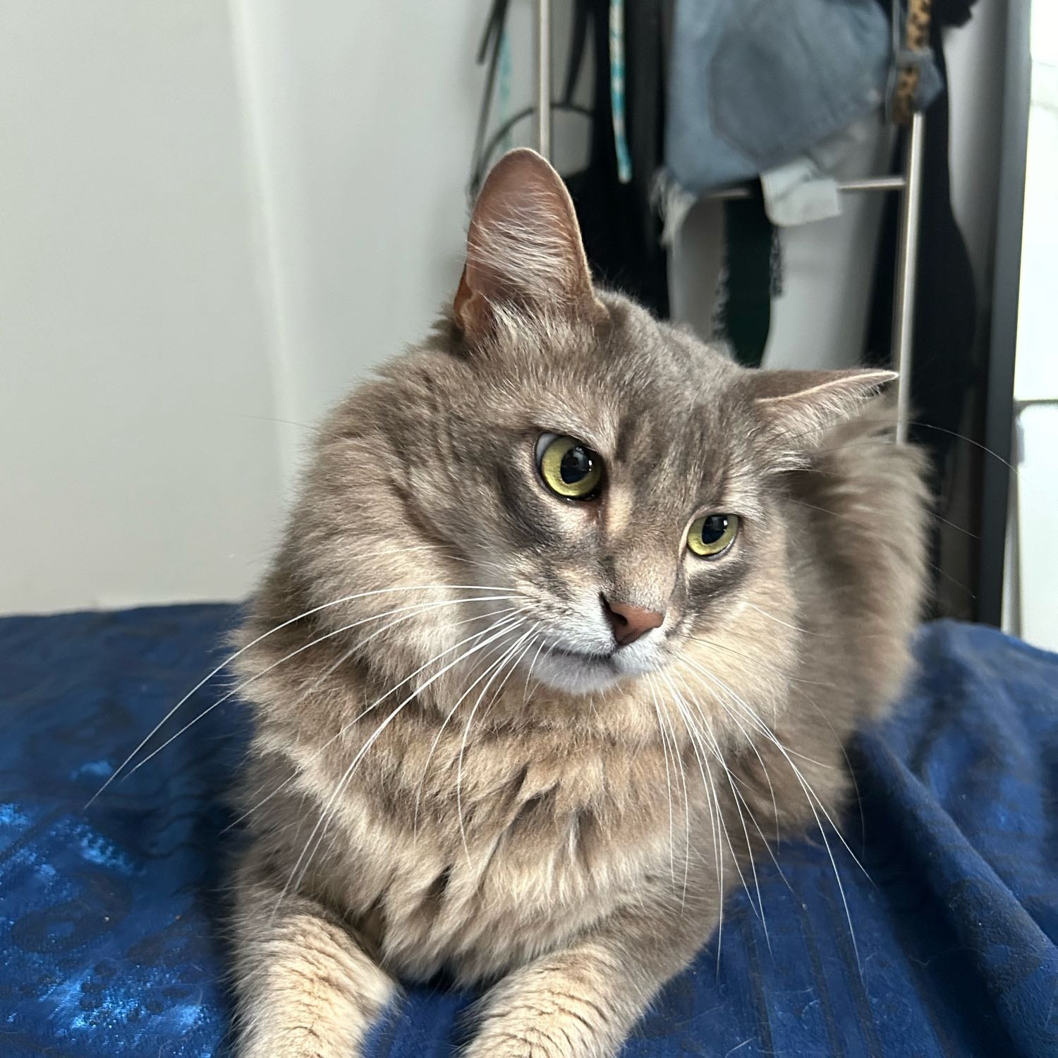 Mathieu 