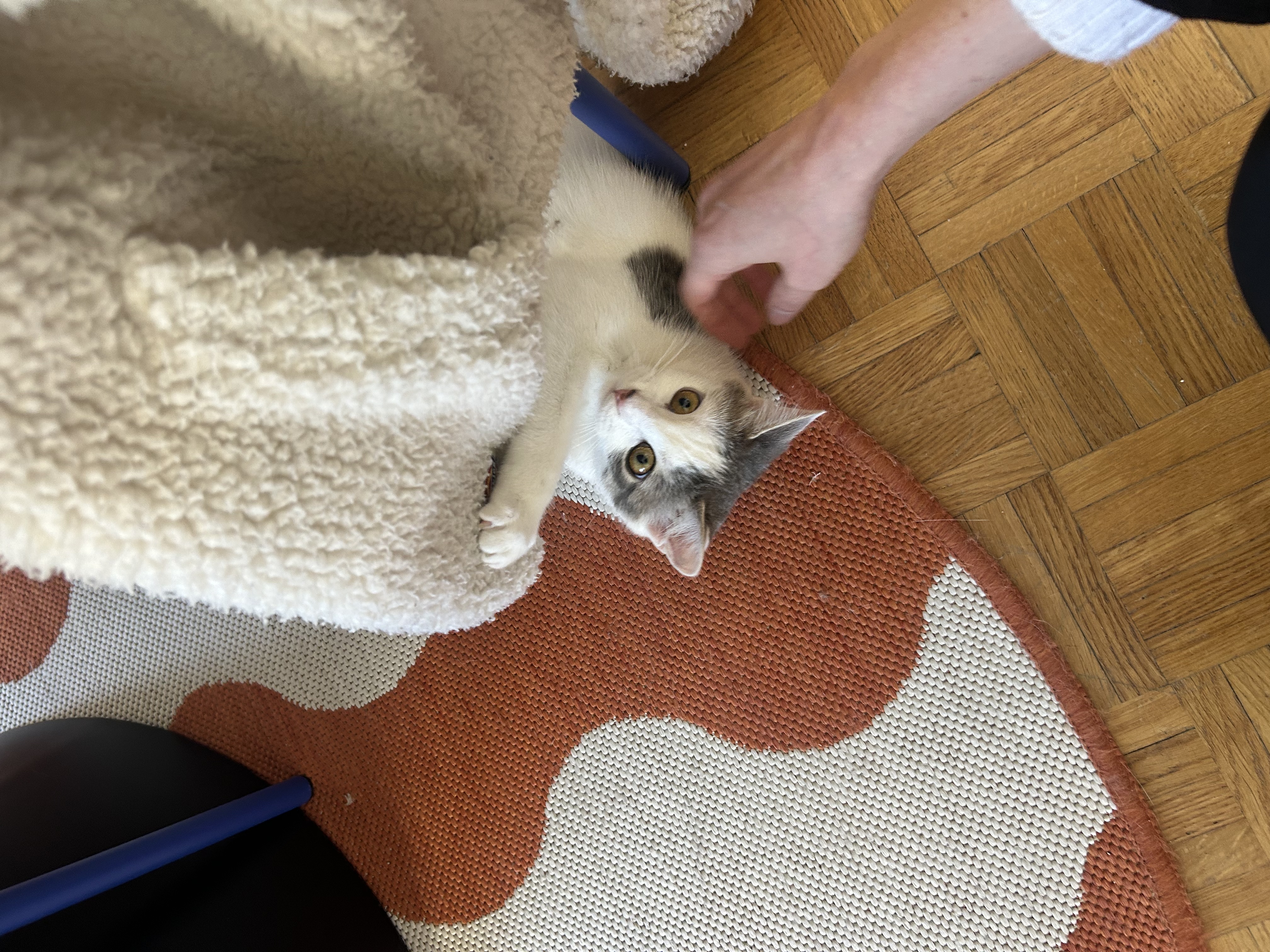 image-11