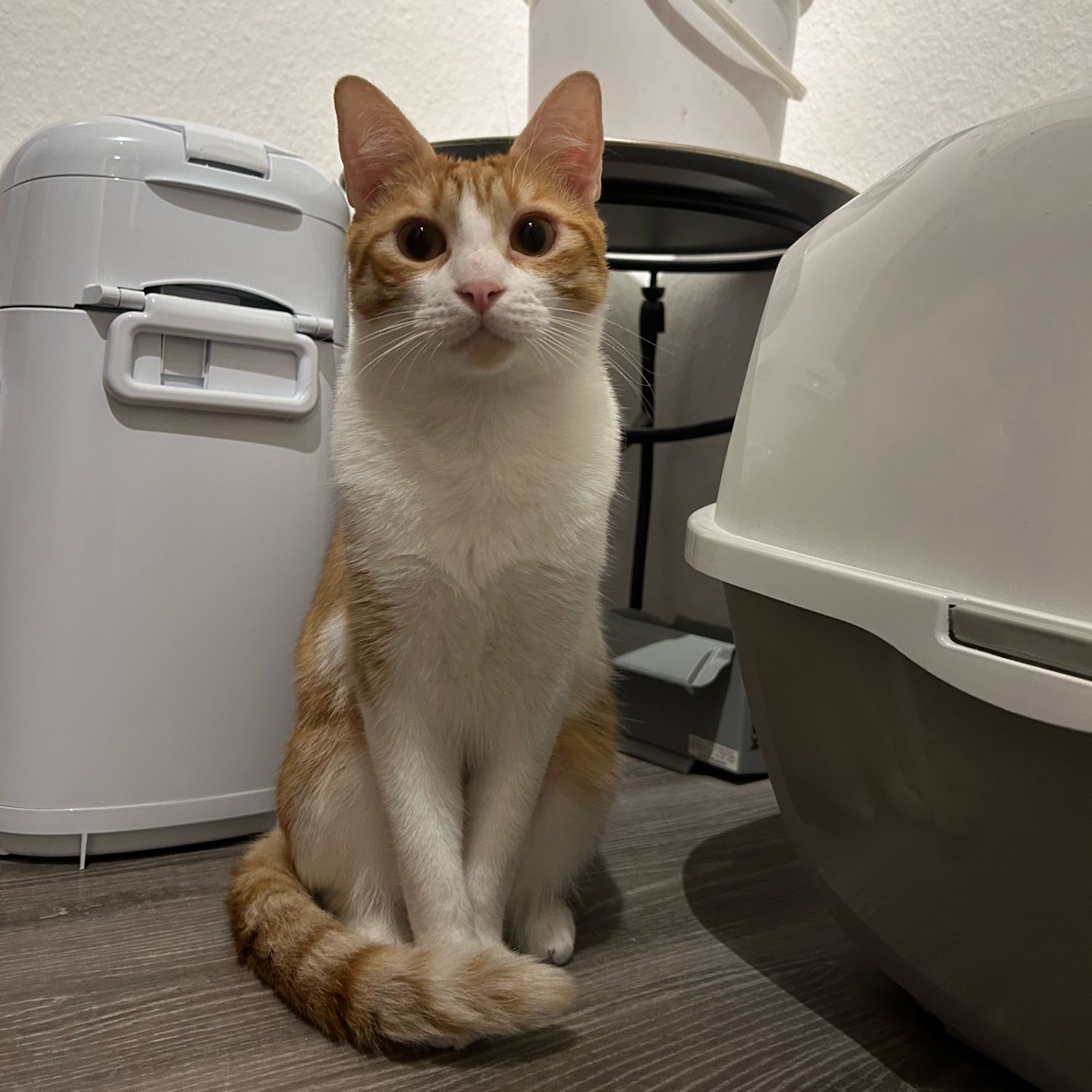 Dorito