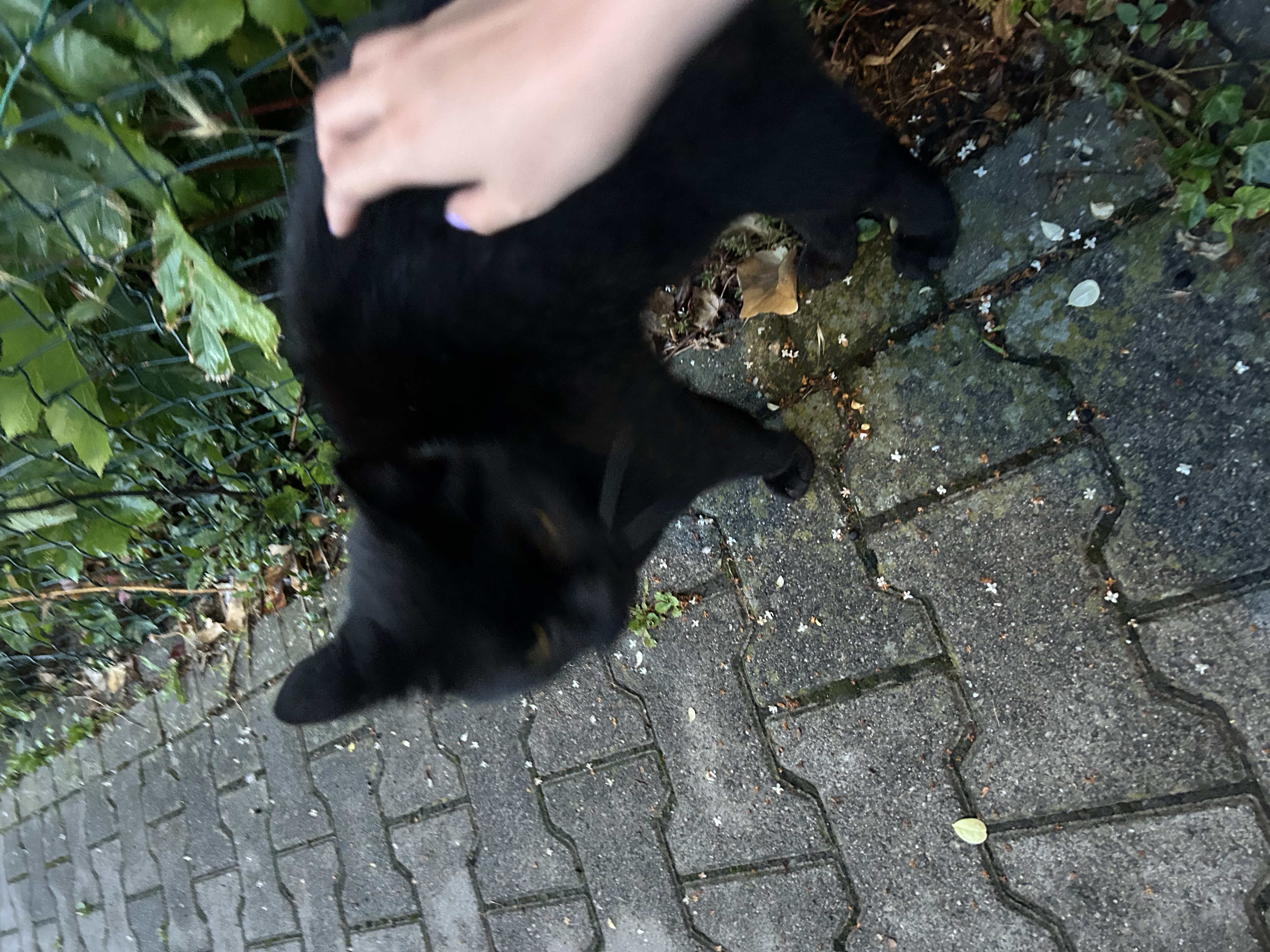 image-7
