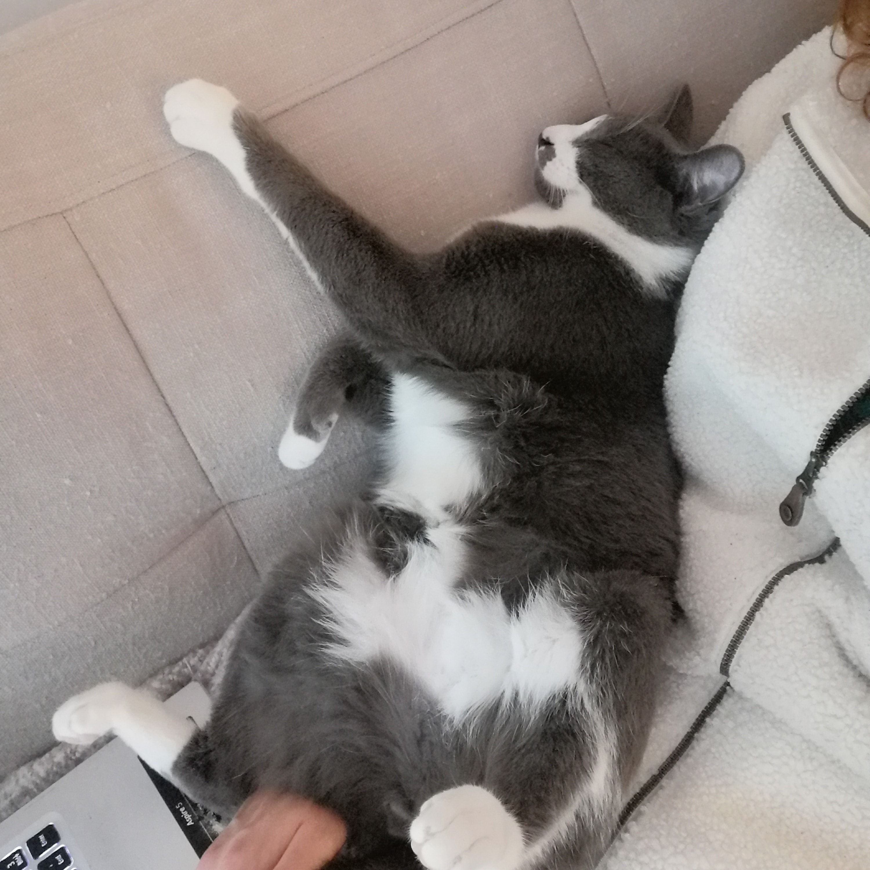 Picco