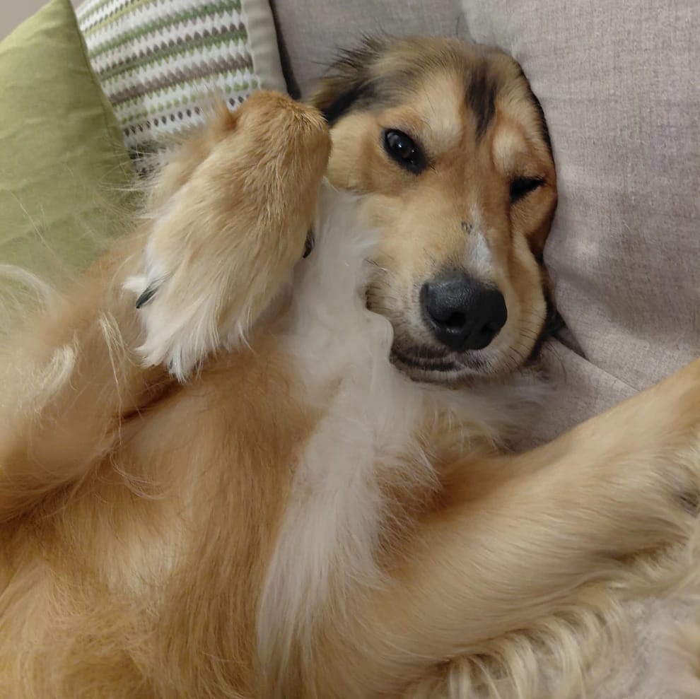 Lillo