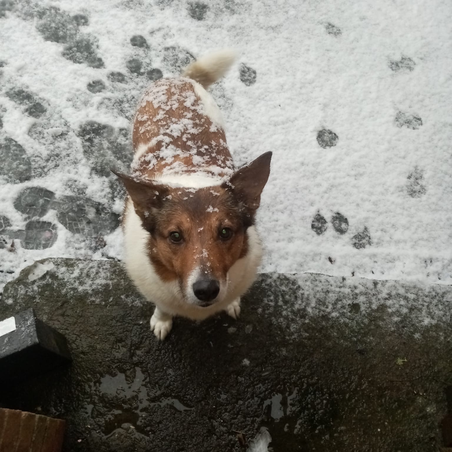 Buddy