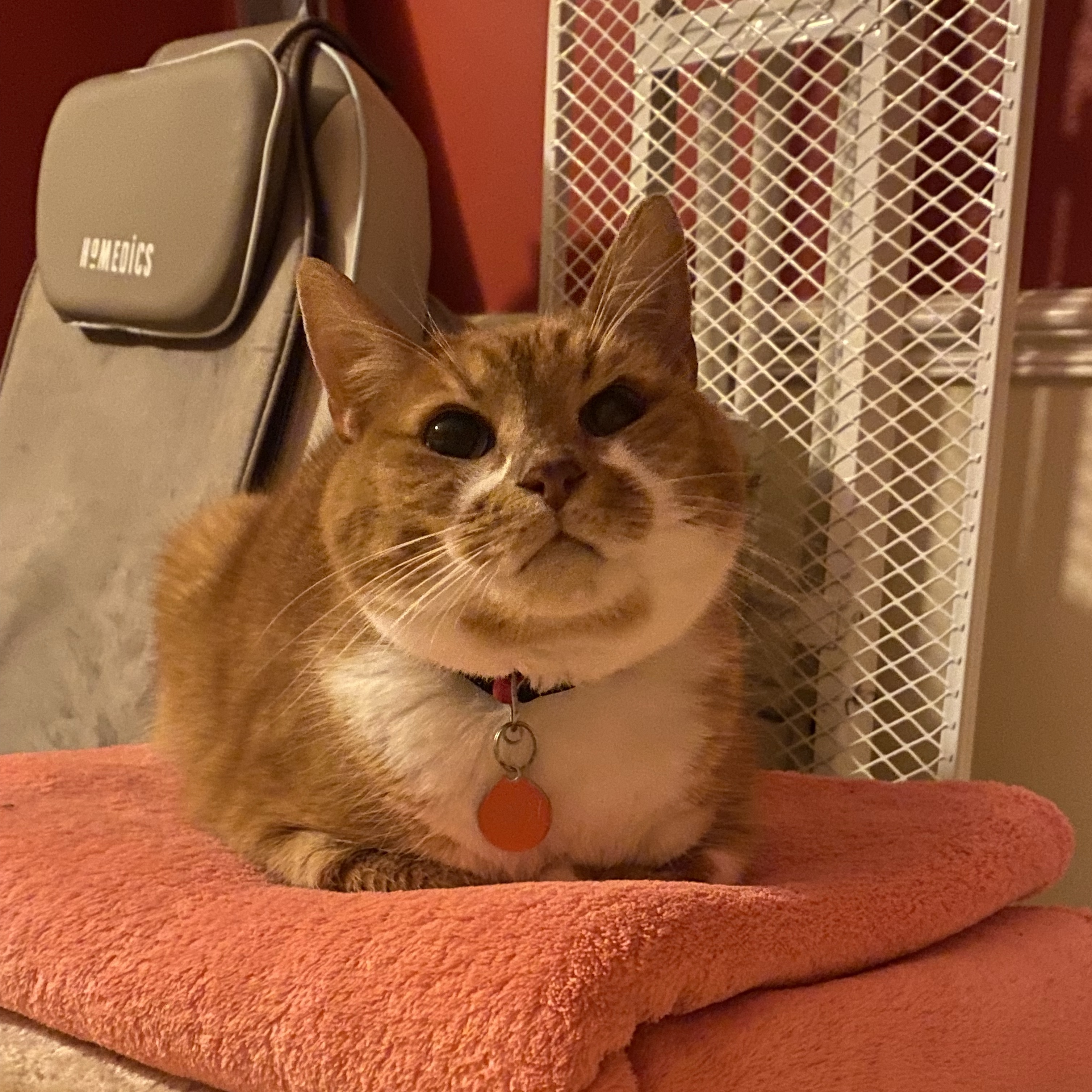 Gingy
