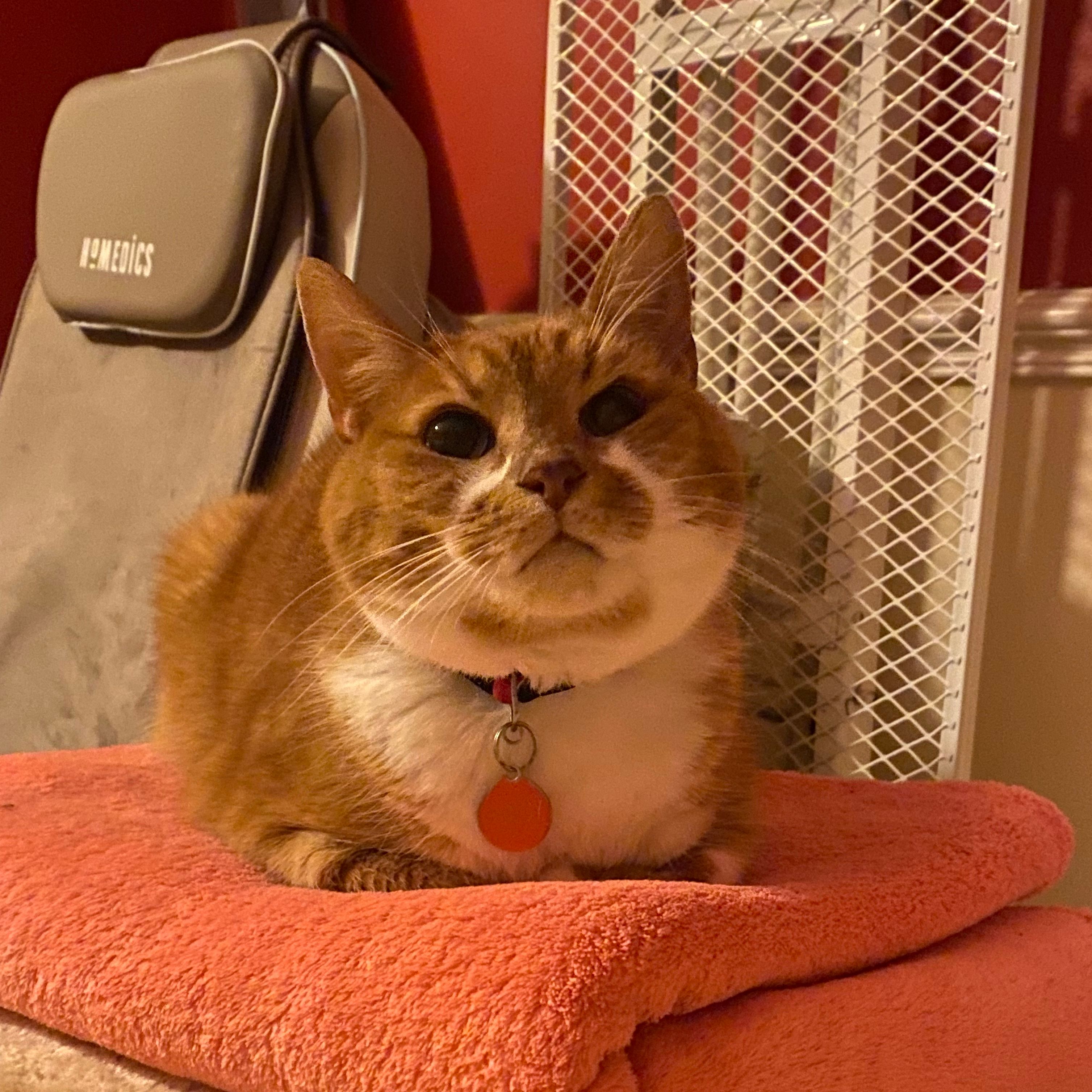 Gingy