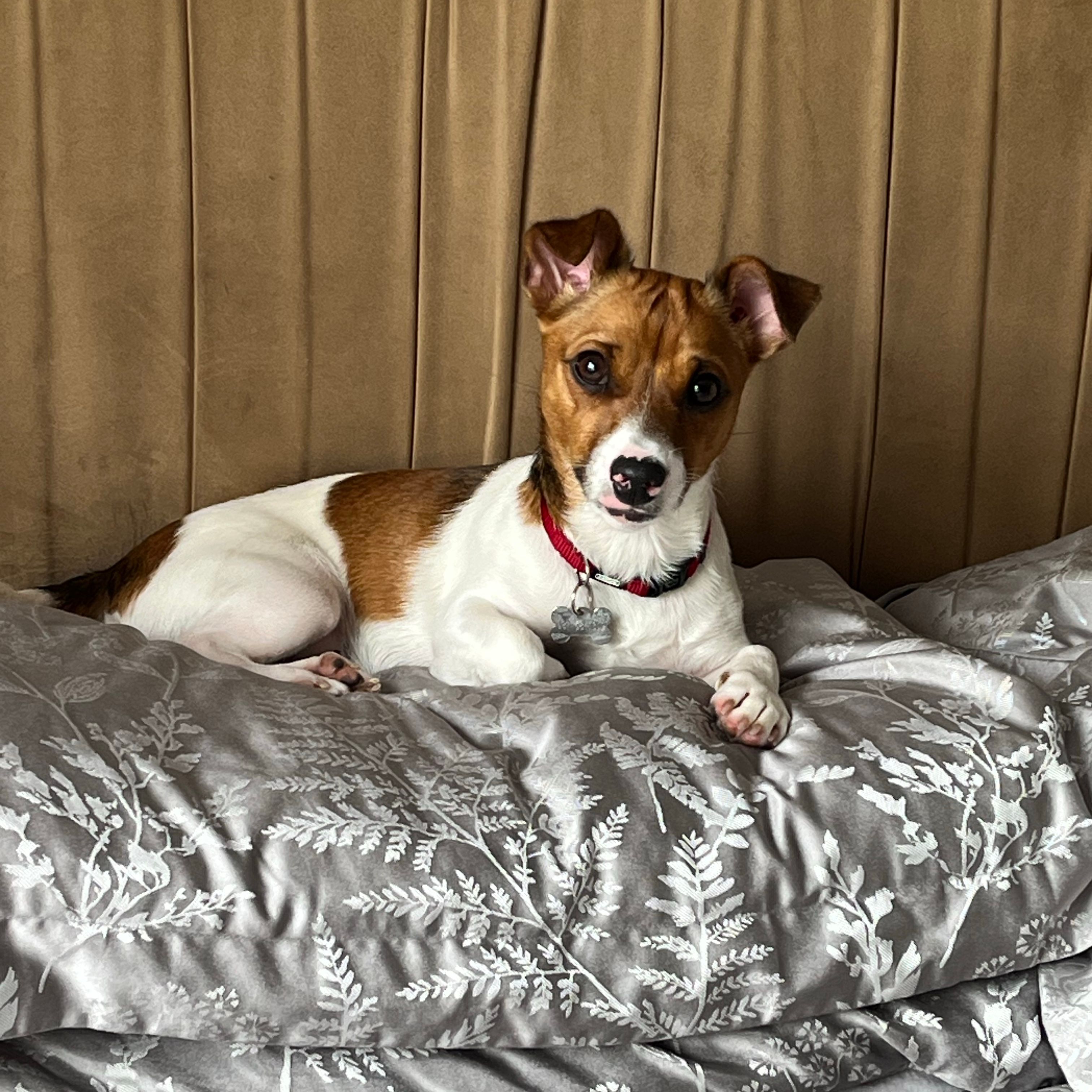 Peanut